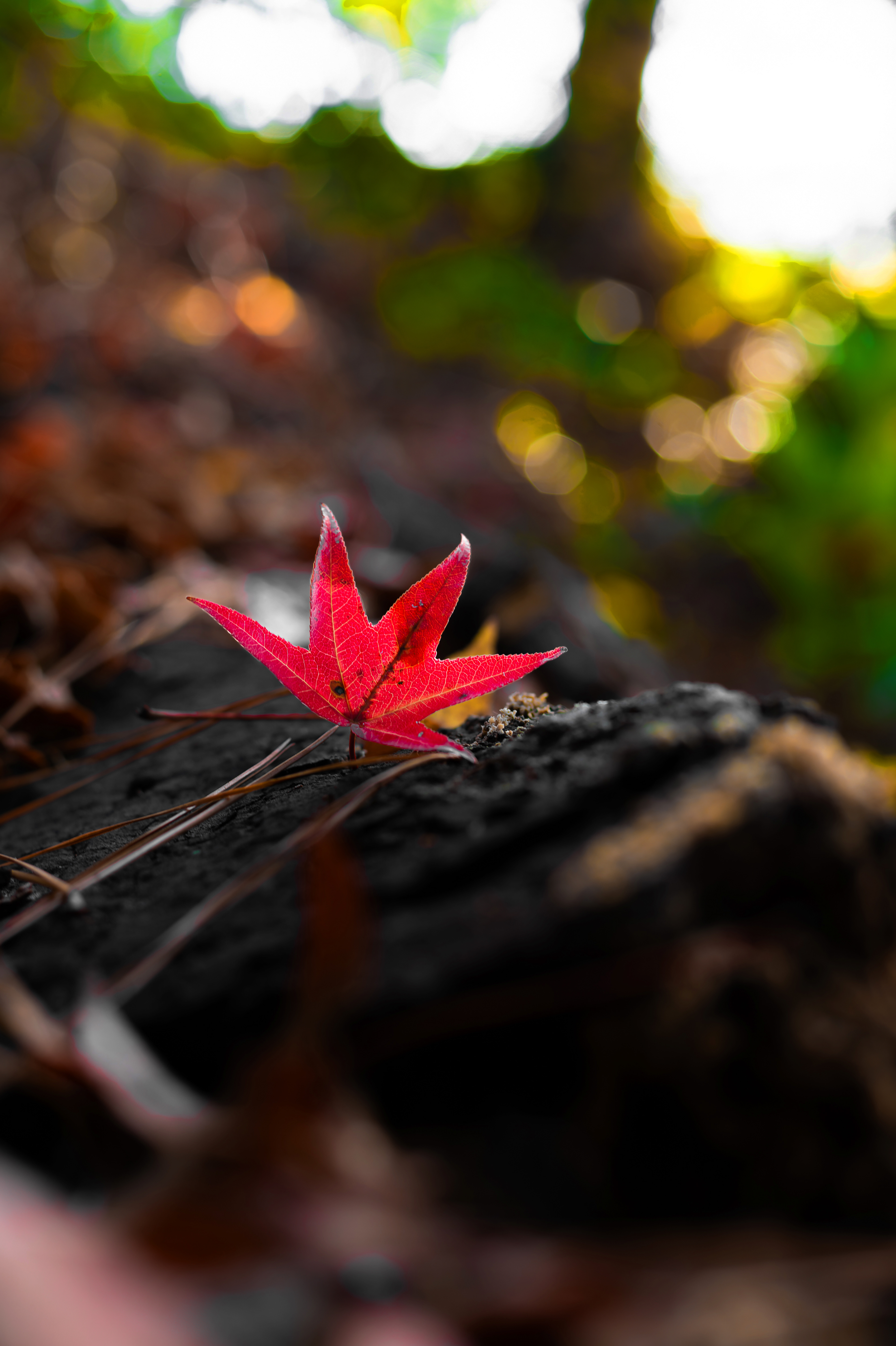Nikon Z 6 / ISO-125, f/4, 1/100, 50mm