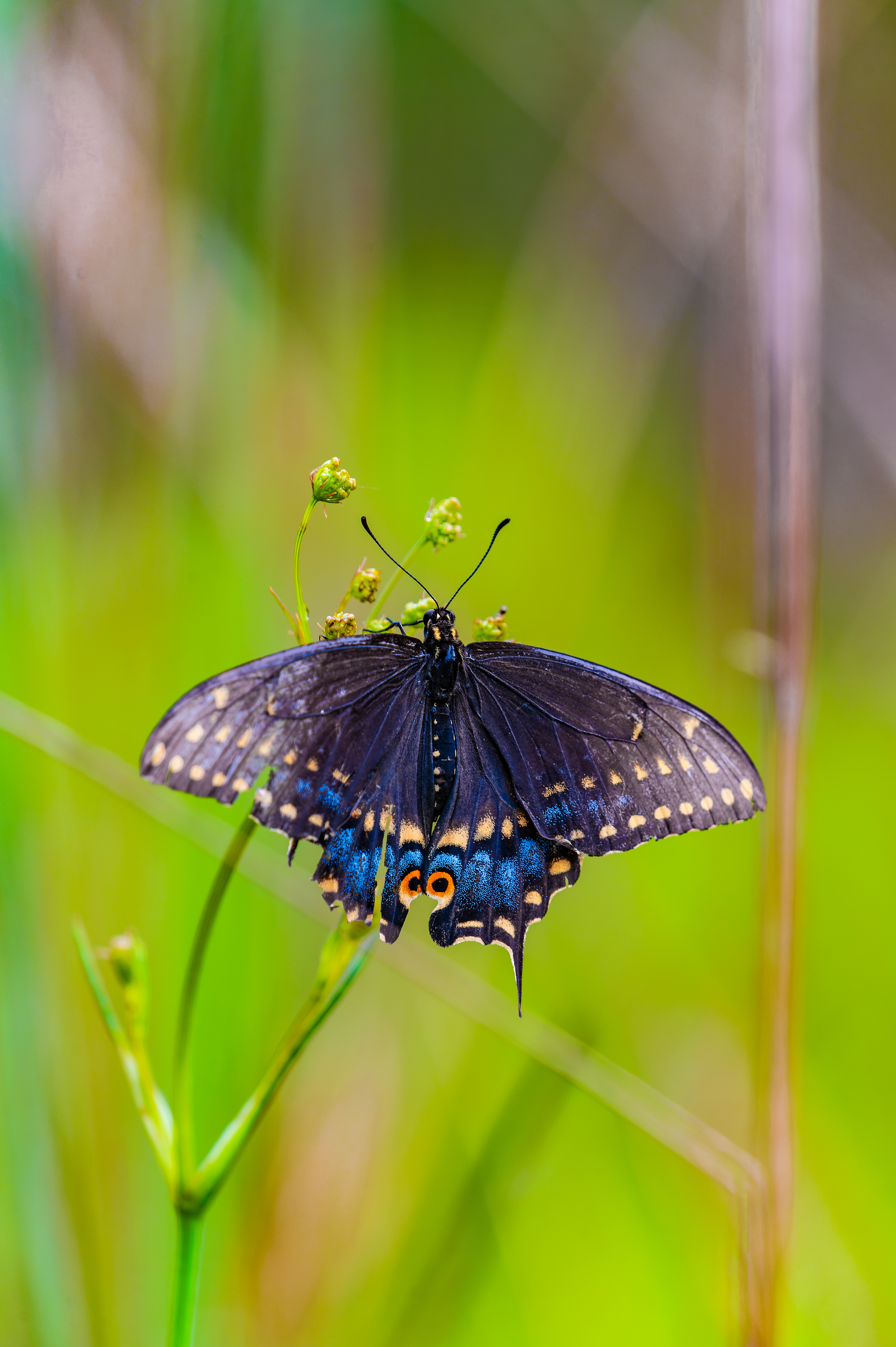 Nikon Z 6 / ISO-500, f/7.1, 1/200, 500mm