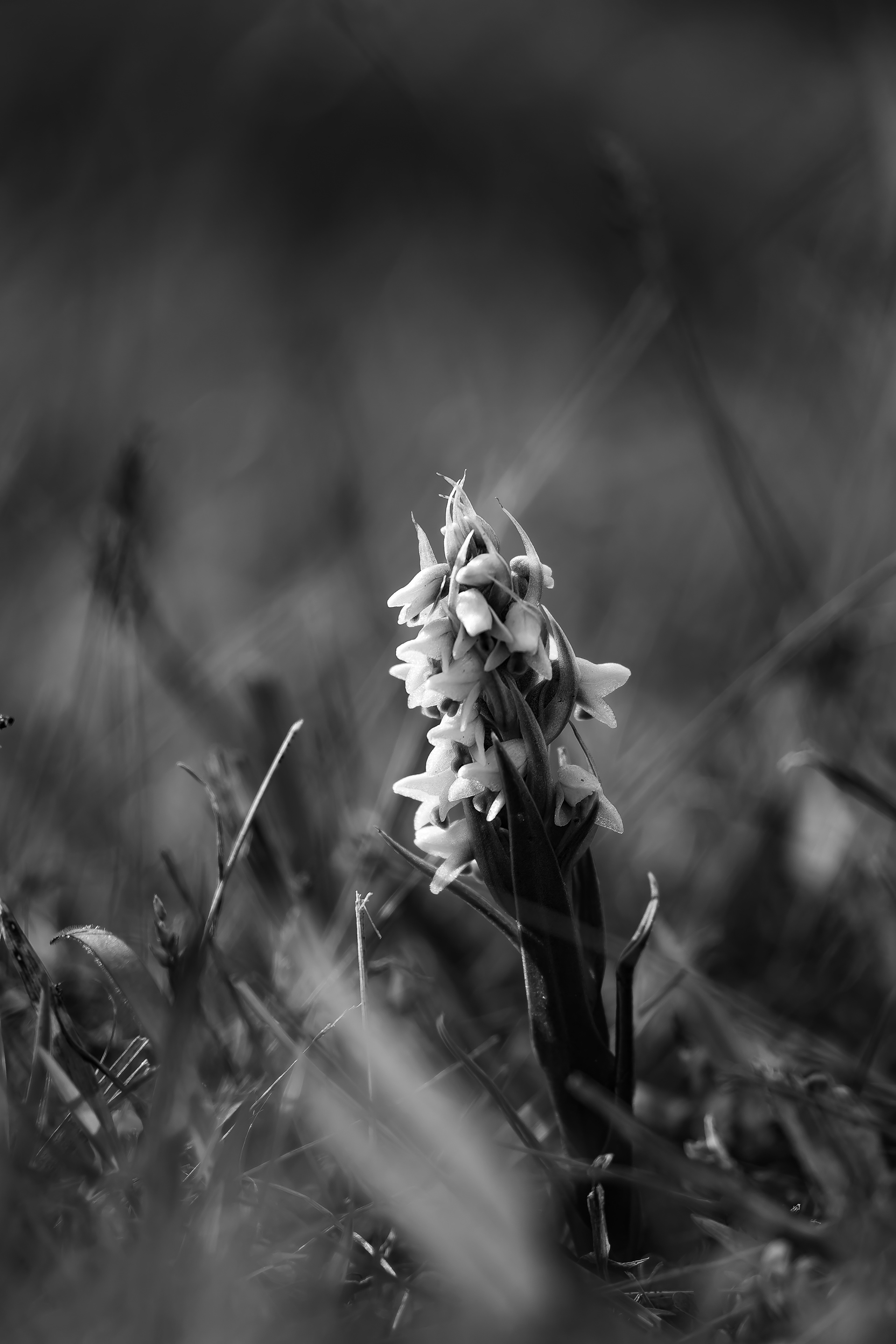 Nikon Z 50 / ISO-100, f/6.3, 1/125, 250mm