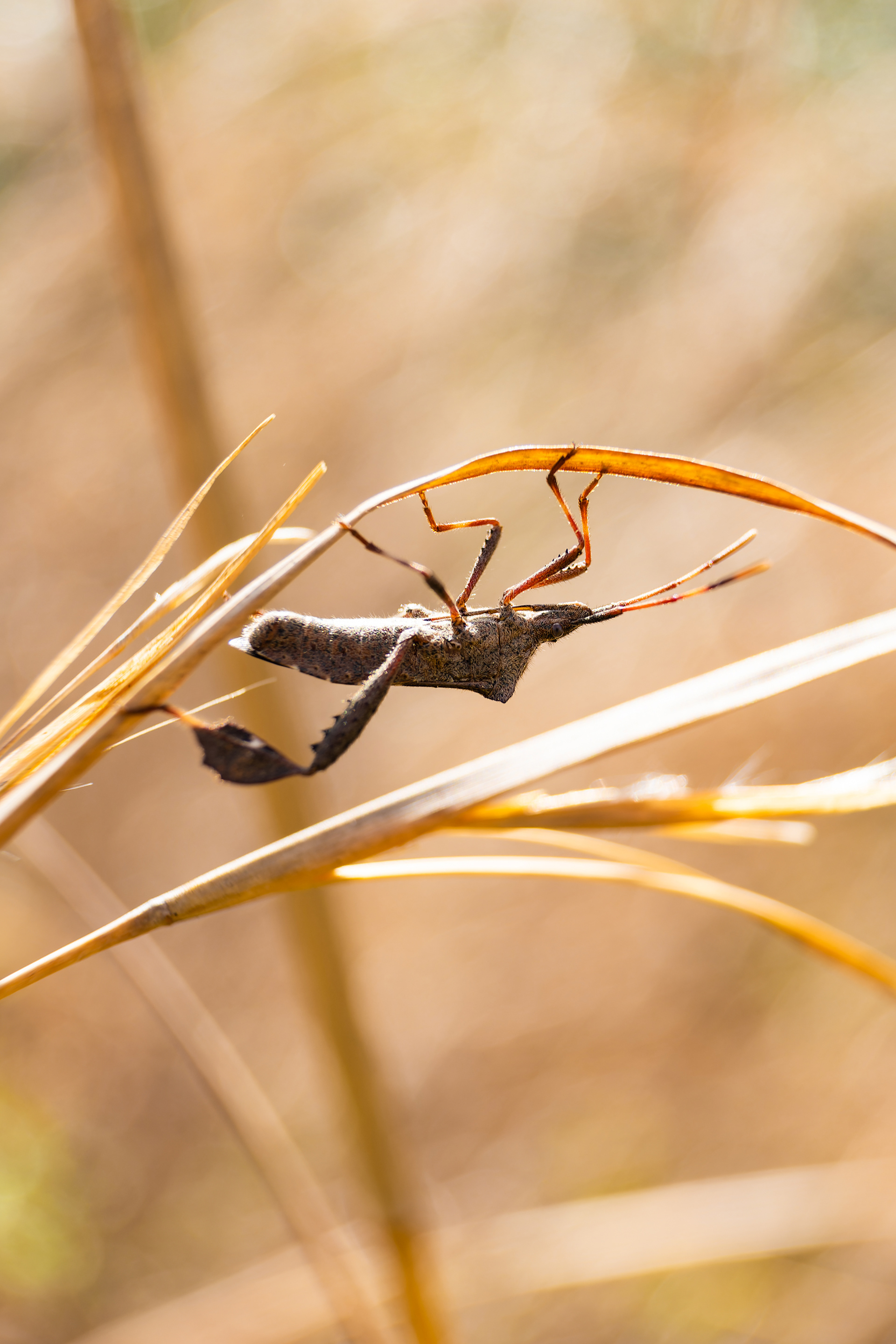 Nikon Z 50 / ISO-100, f/5, 1/400, 30mm