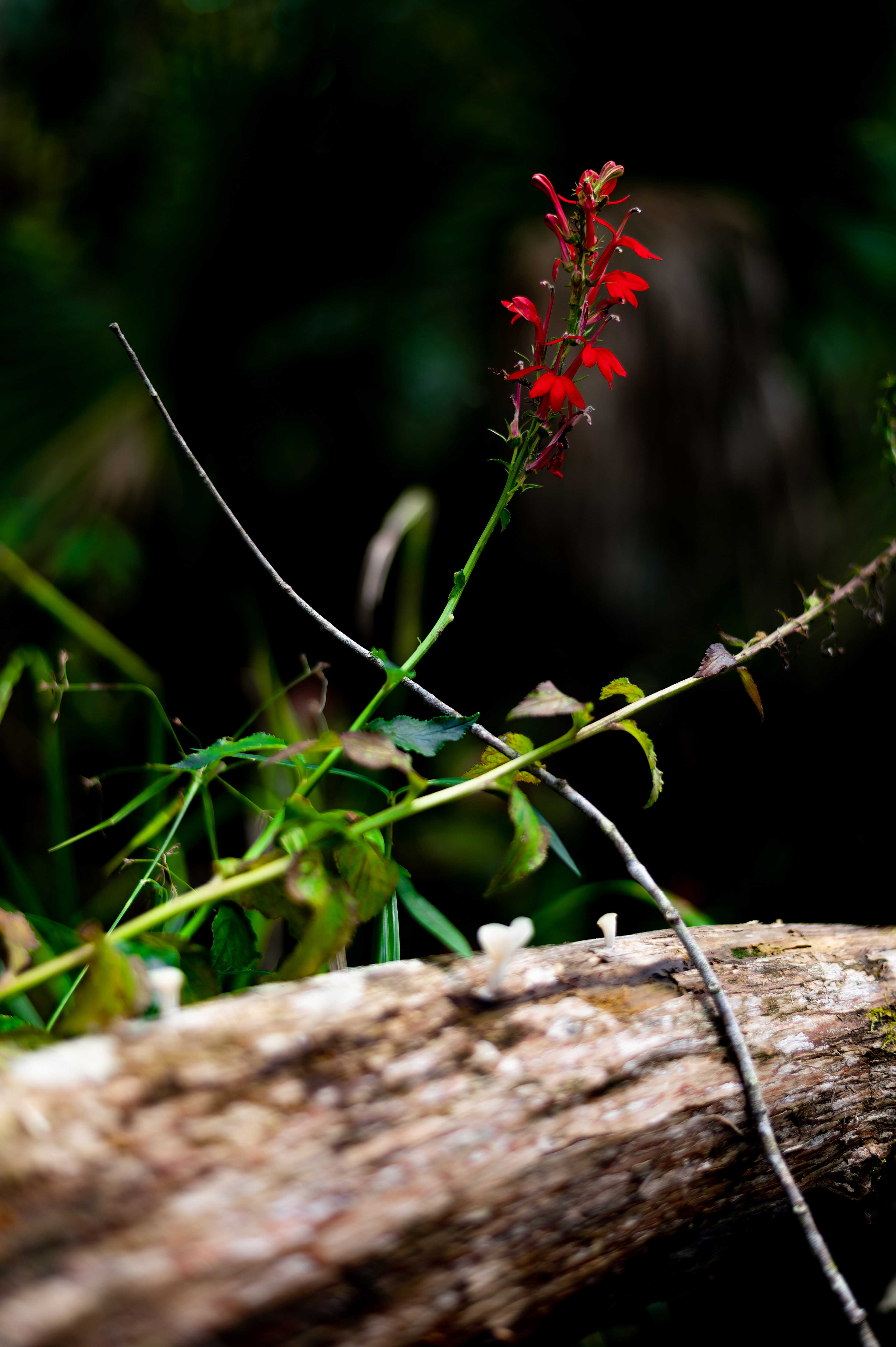 Nikon Z 6 / ISO-125, f/1.8, 1/250, 50mm
