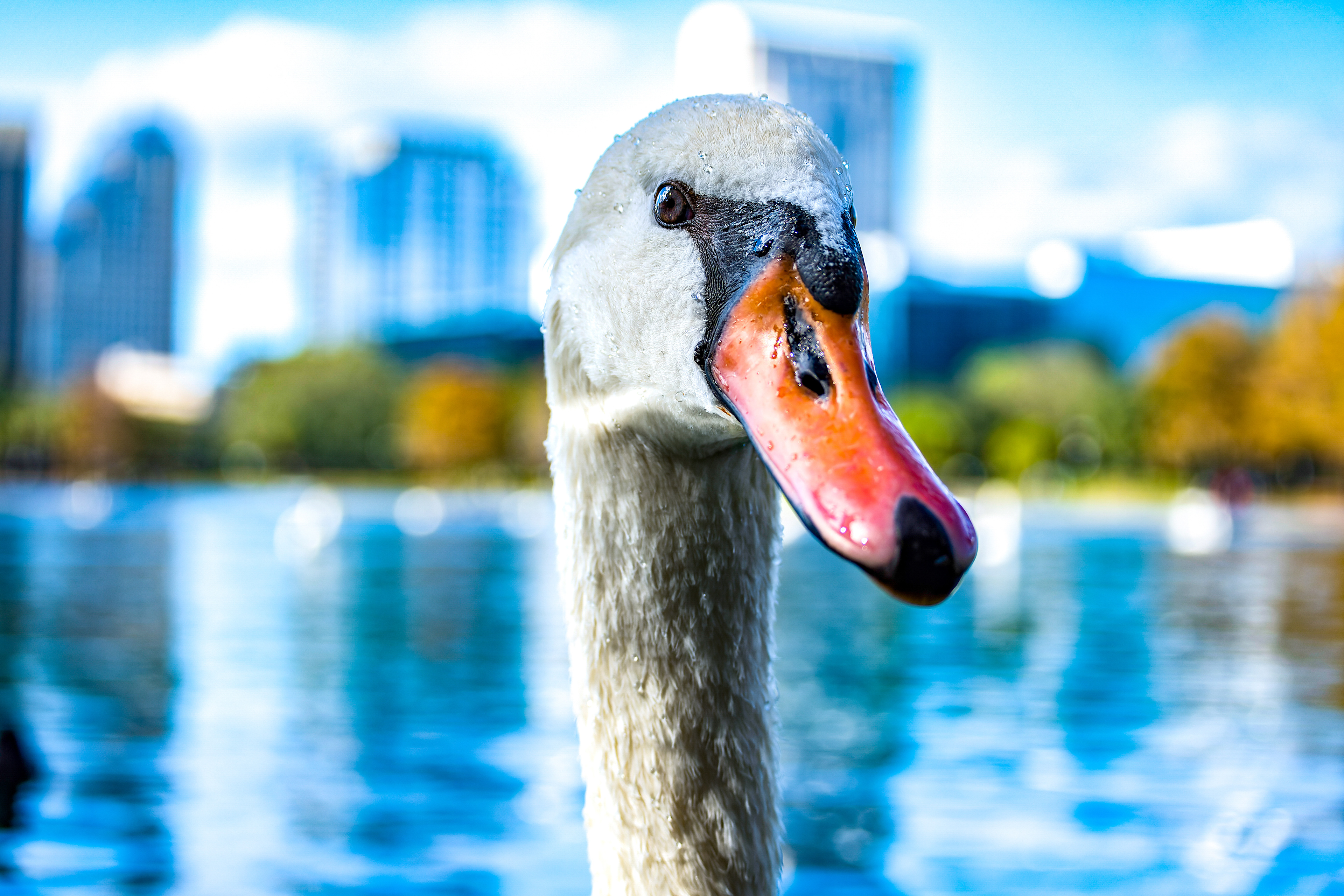 Nikon Z 50 / ISO-100, f/4.5, 1/400, 50mm