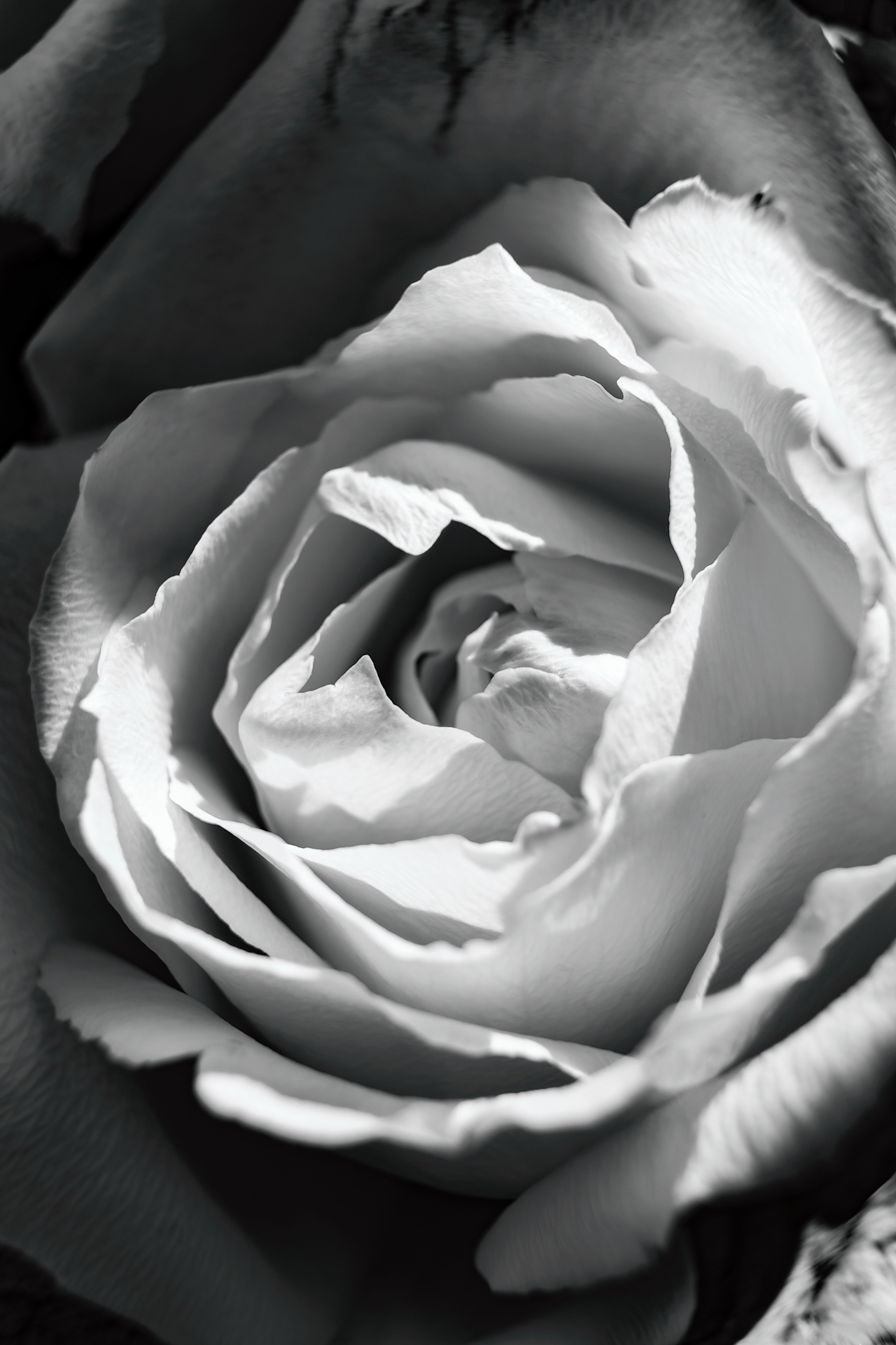 Nikon Z 6 / ISO-125, f/5.3, 1/200, 36mm