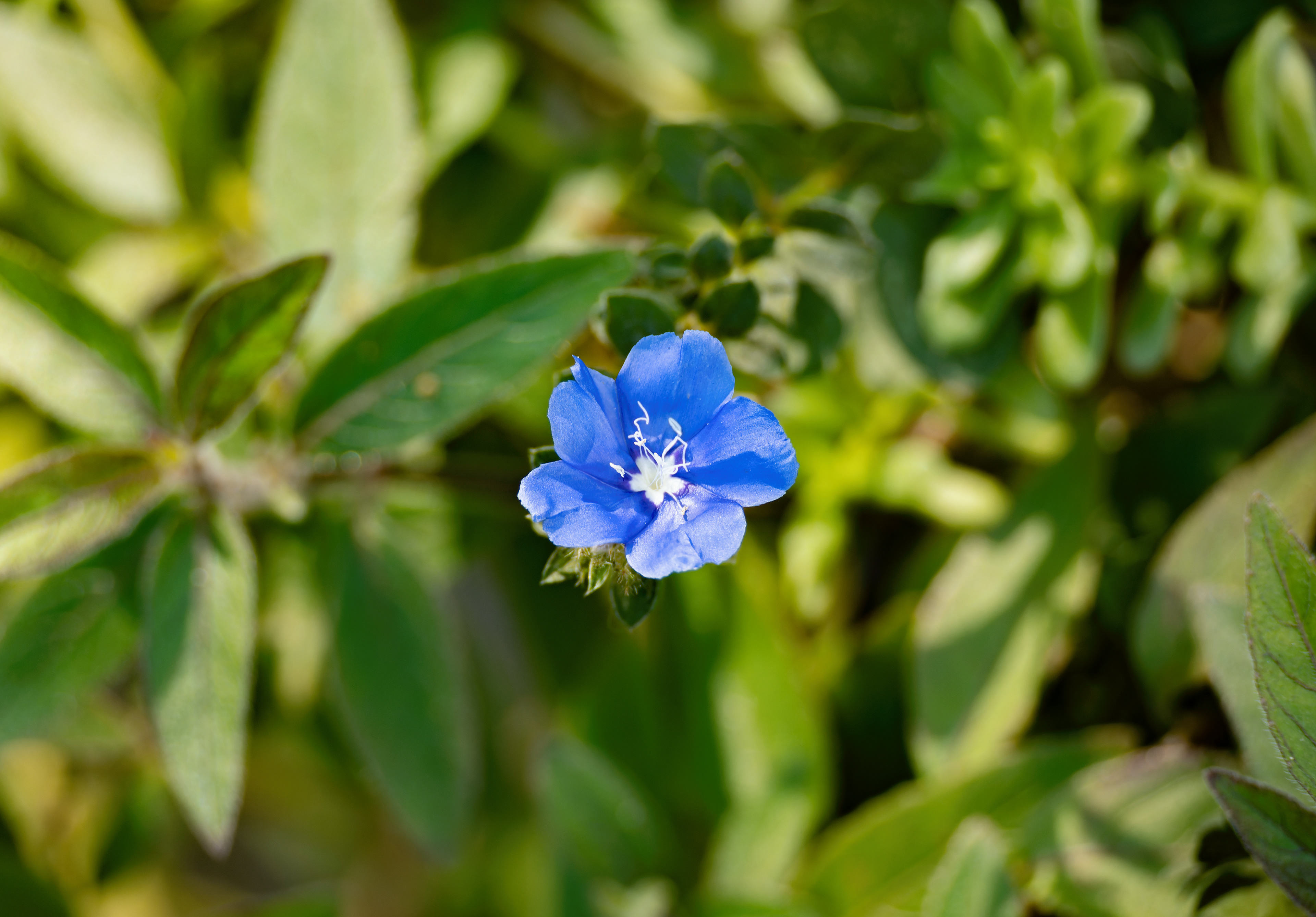 Nikon Z 50 / ISO-100, f/4, 1/125, 50mm
