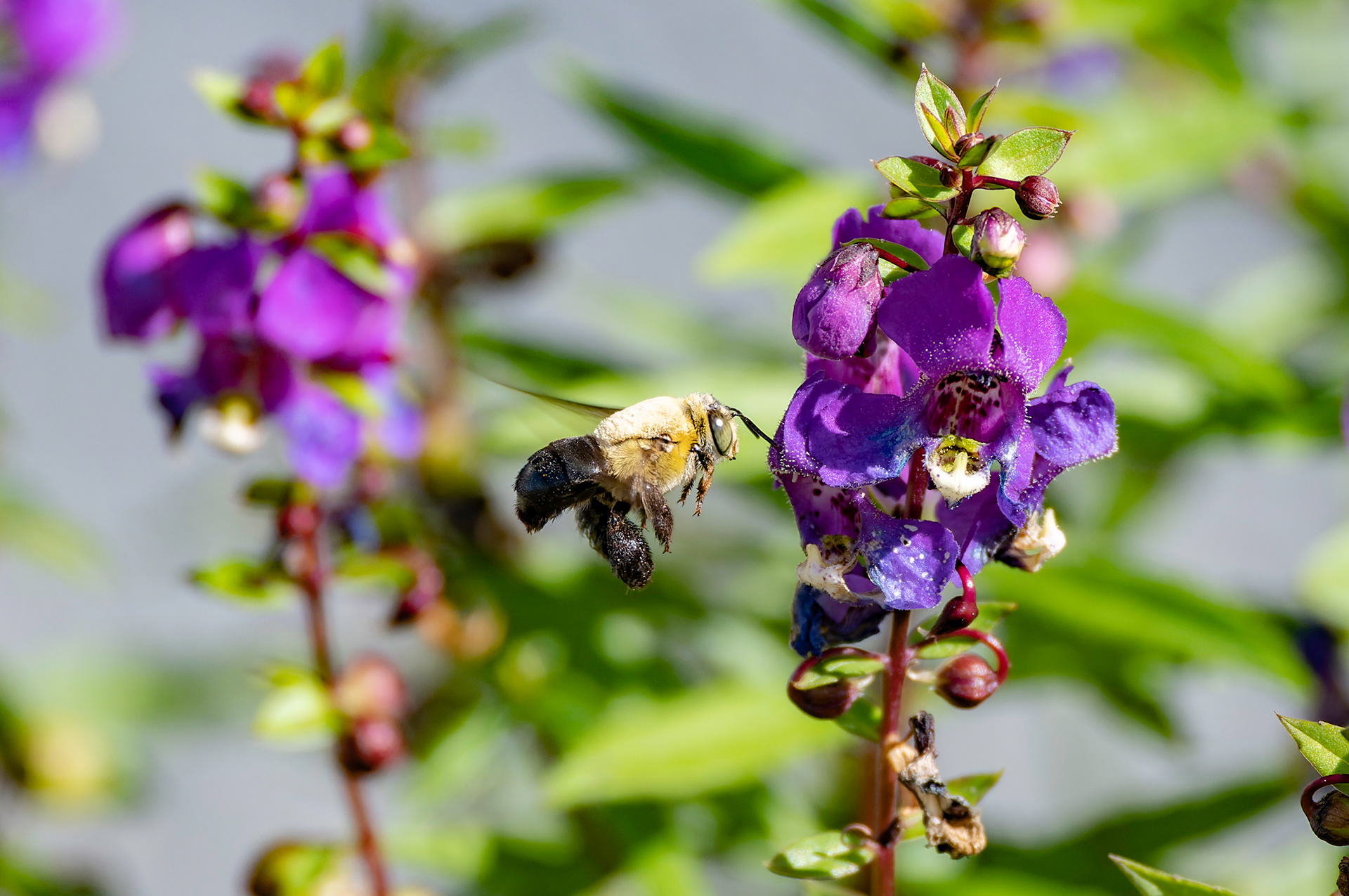 Nikon Z 50 / ISO-500, f/6, 1/800, 220mm