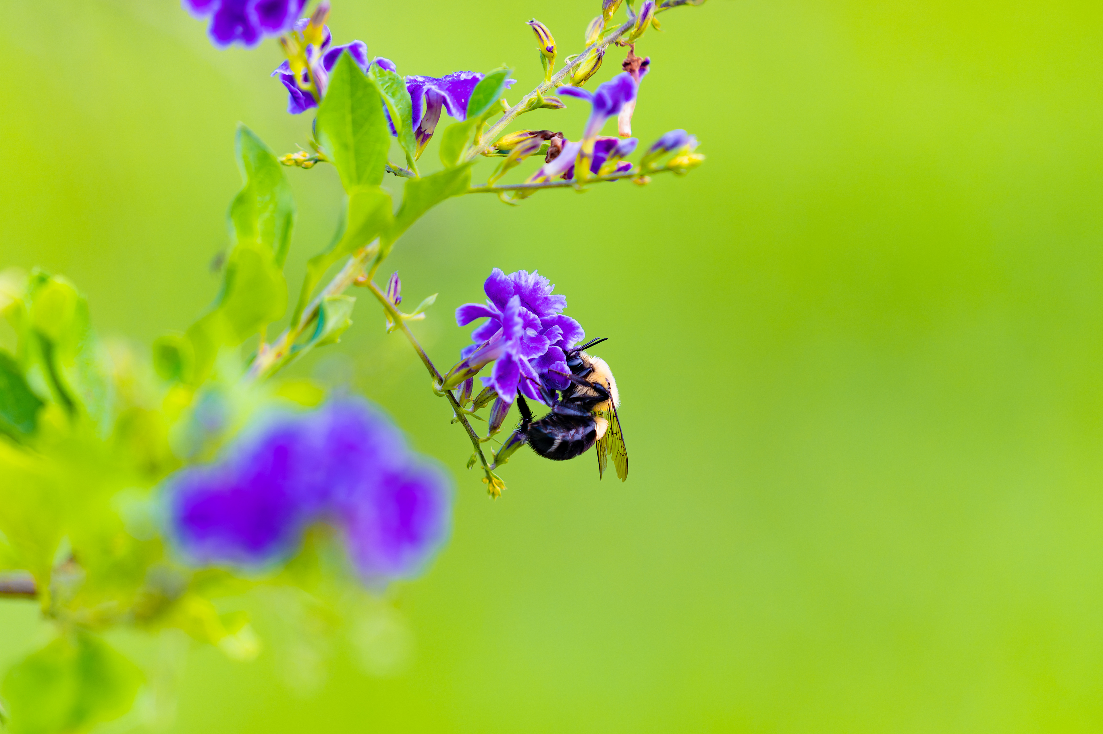 Nikon Z 6 / ISO-320, f/5.6, 1/400, 500mm