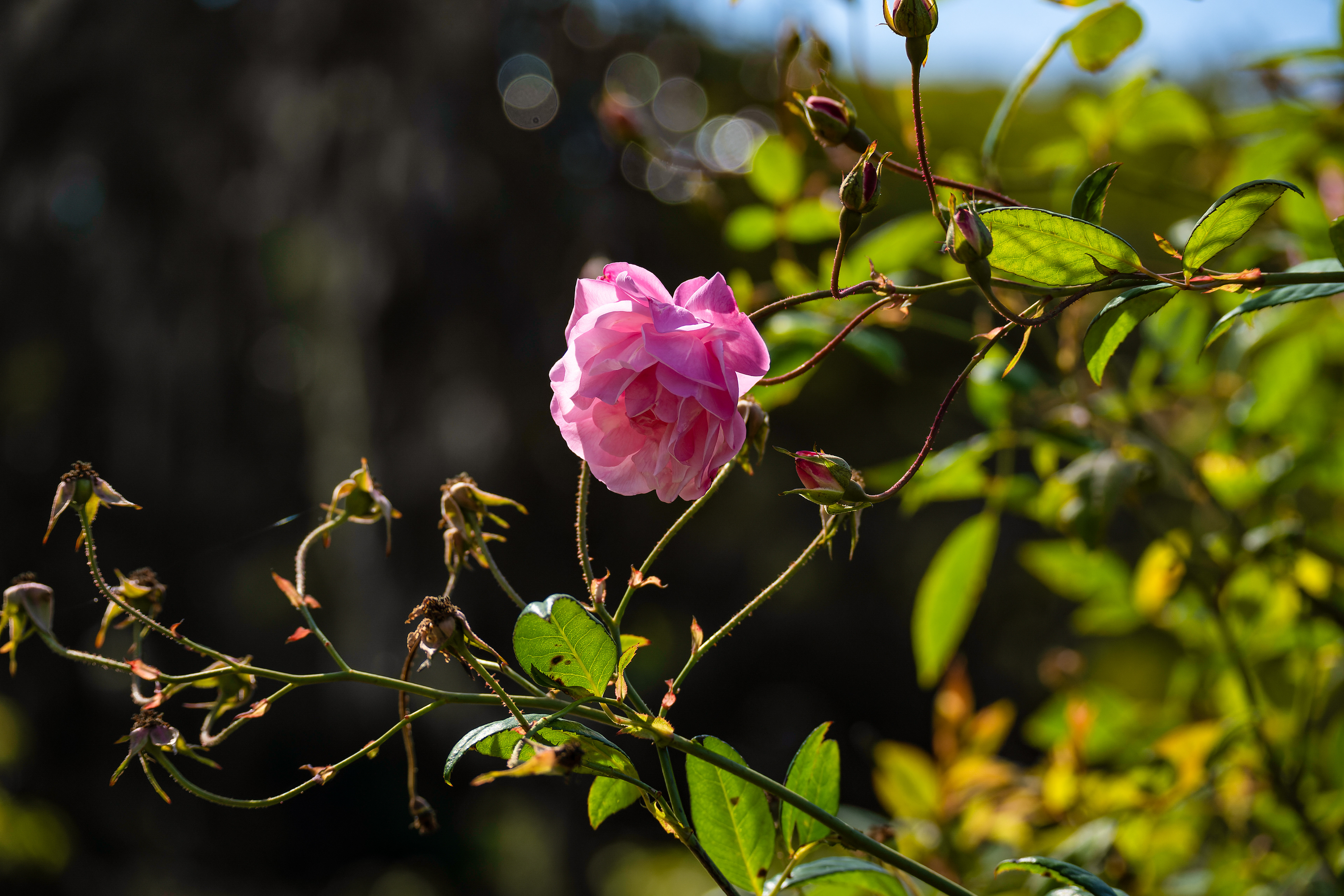 Nikon Z 50 / ISO-400, f/5, 1/1000, 82mm