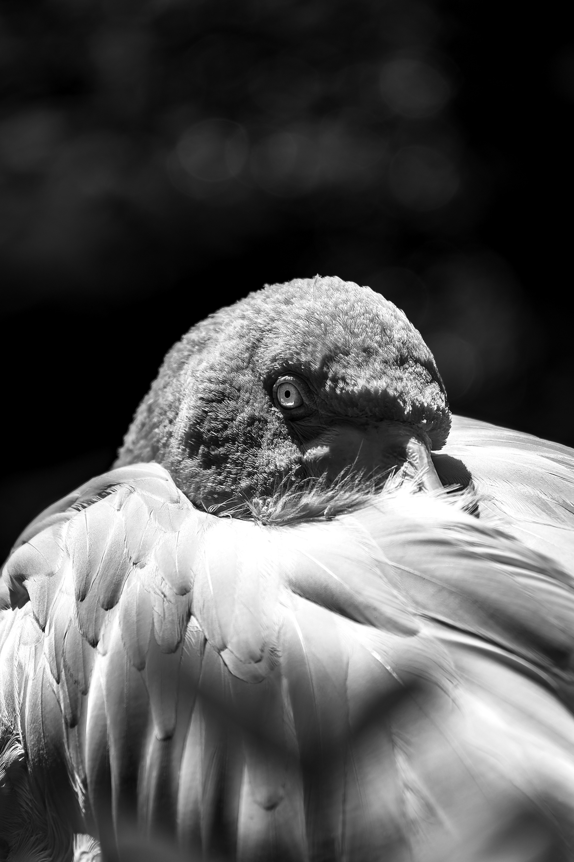 Nikon Z 6 / ISO-160, f/6.3, 1/320, 230mm