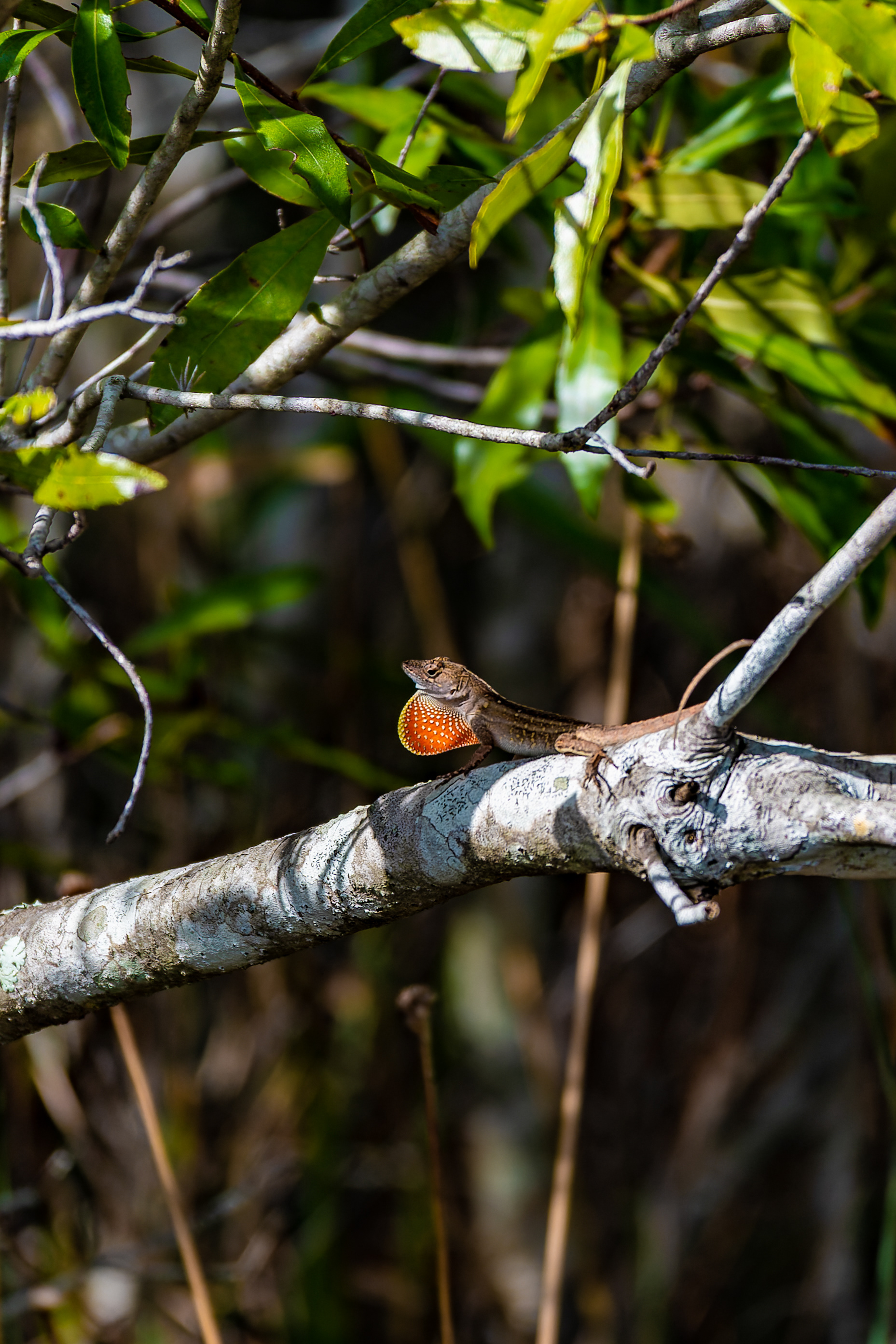 Nikon Z 6 / ISO-100, f/6.3, 1/500, 250mm