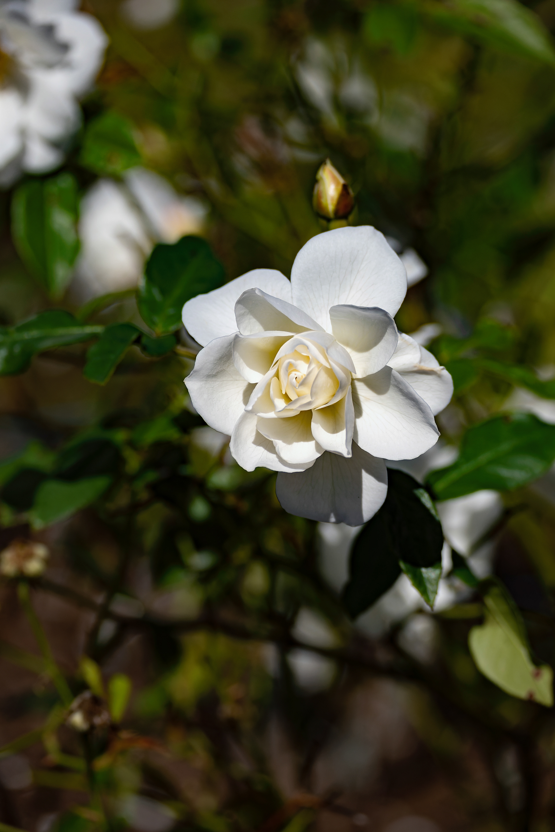 Nikon Z 50 / ISO-400, f/4.5, 1/3200, 50mm