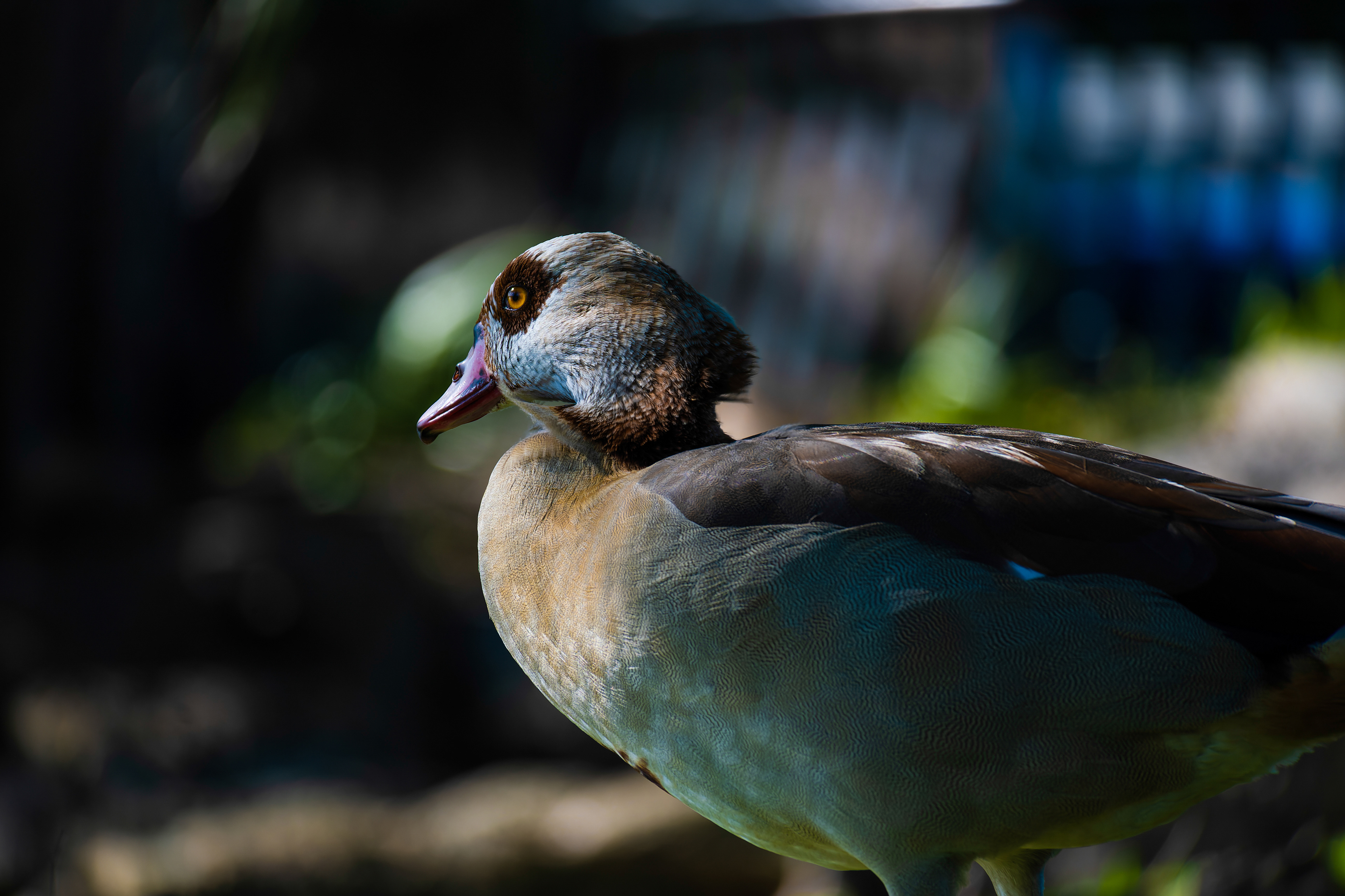 Nikon Z 50 / ISO-100, f/6.3, 1/200, 250mm