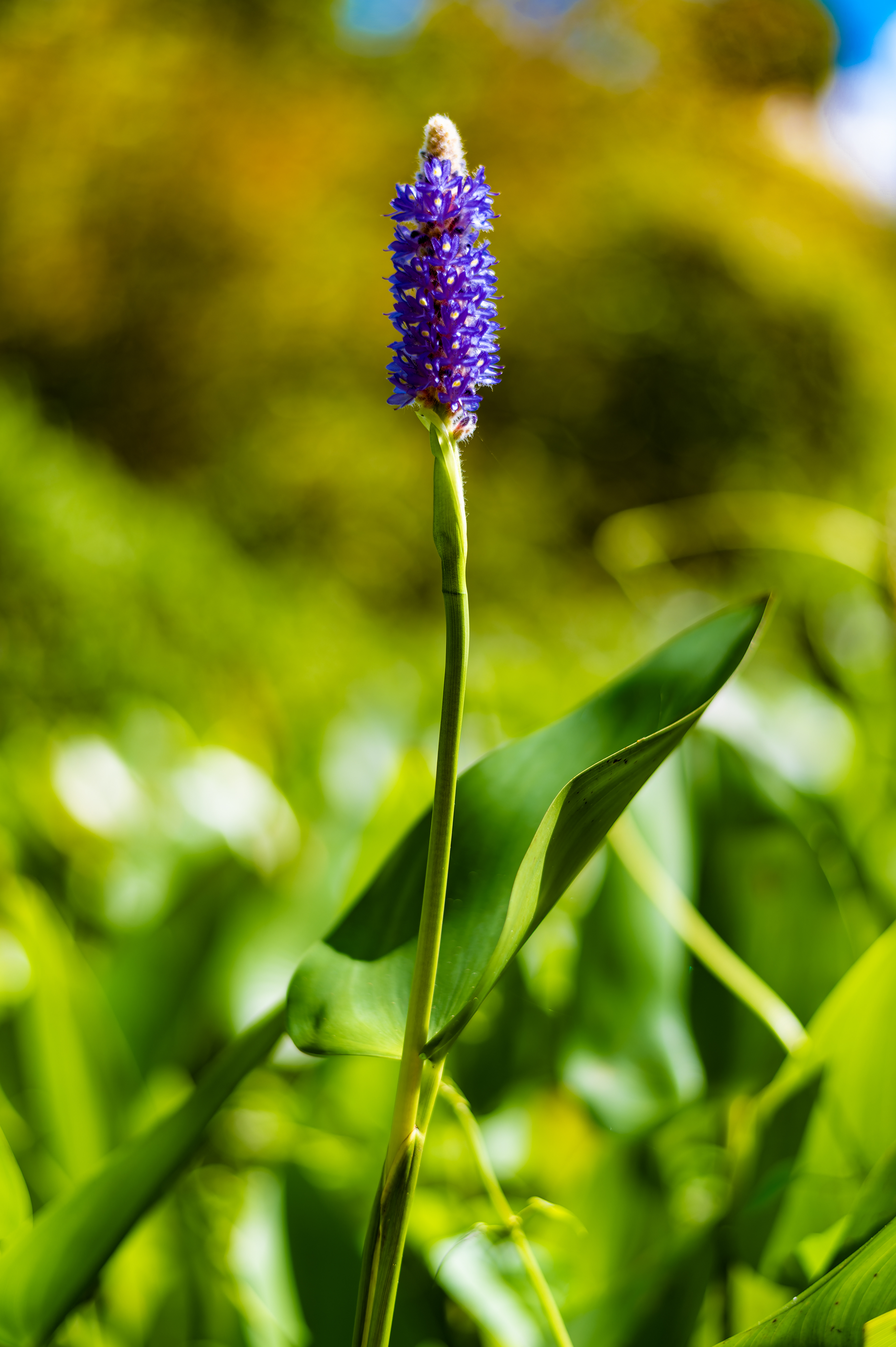 Nikon Z 6 / ISO-100, f/2, 1/1600, 50mm