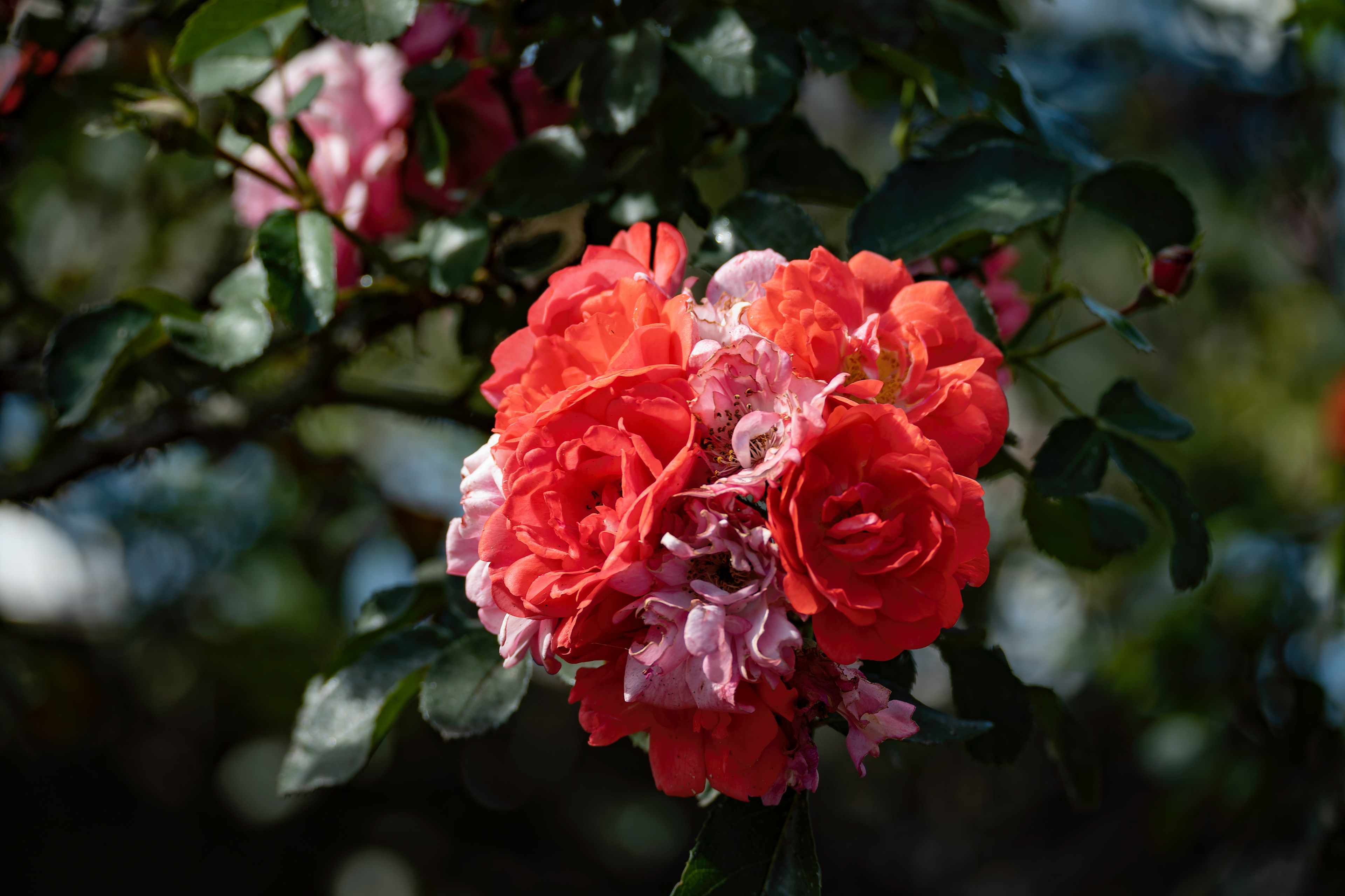 Nikon Z 50 / ISO-100, f/5.3, 1/160, 120mm