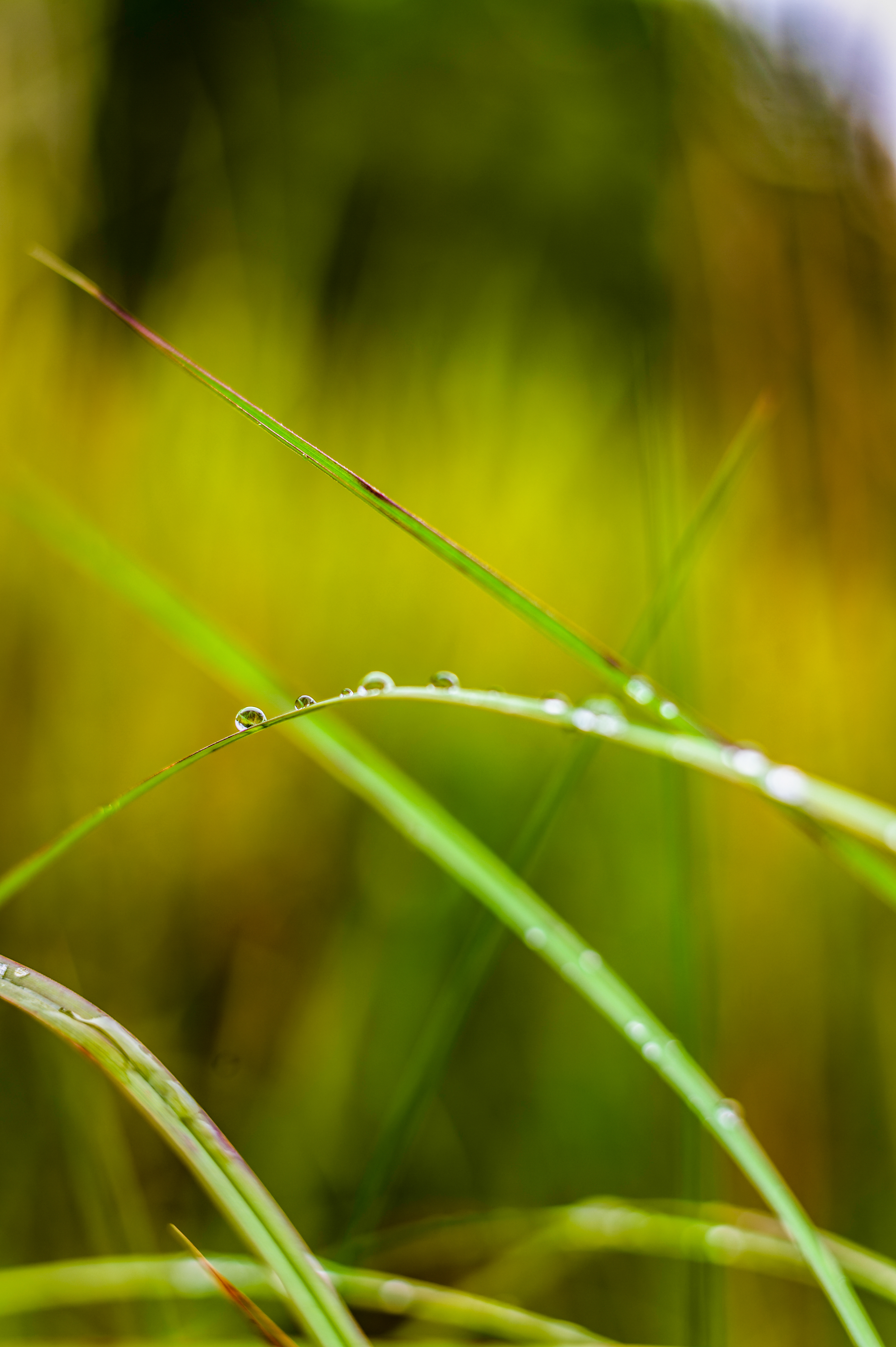 Nikon Z 6 / ISO-100, f/2.8, 1/320, 50mm