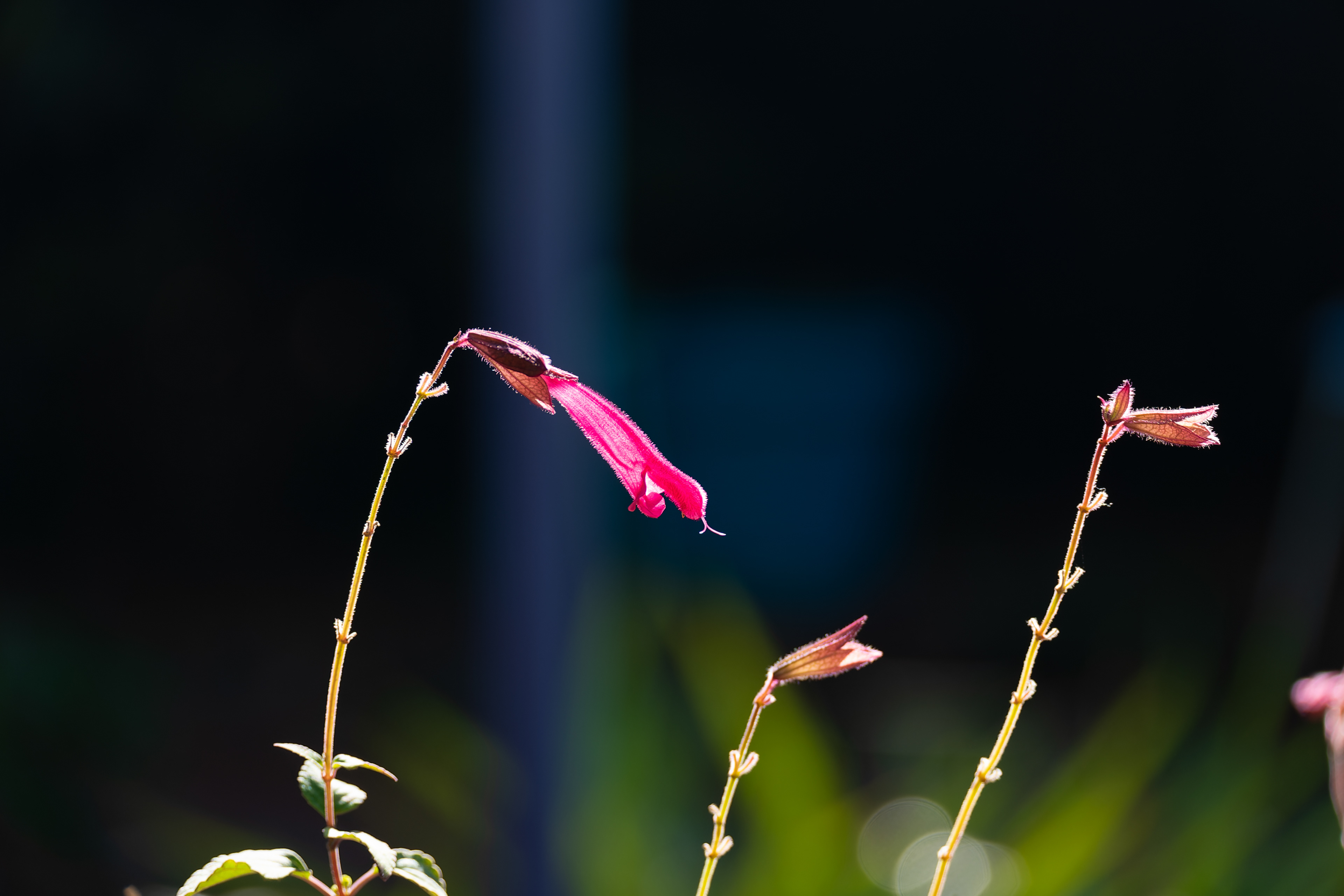 Nikon Z 6 / ISO-100, f/5.3, 1/80, 130mm