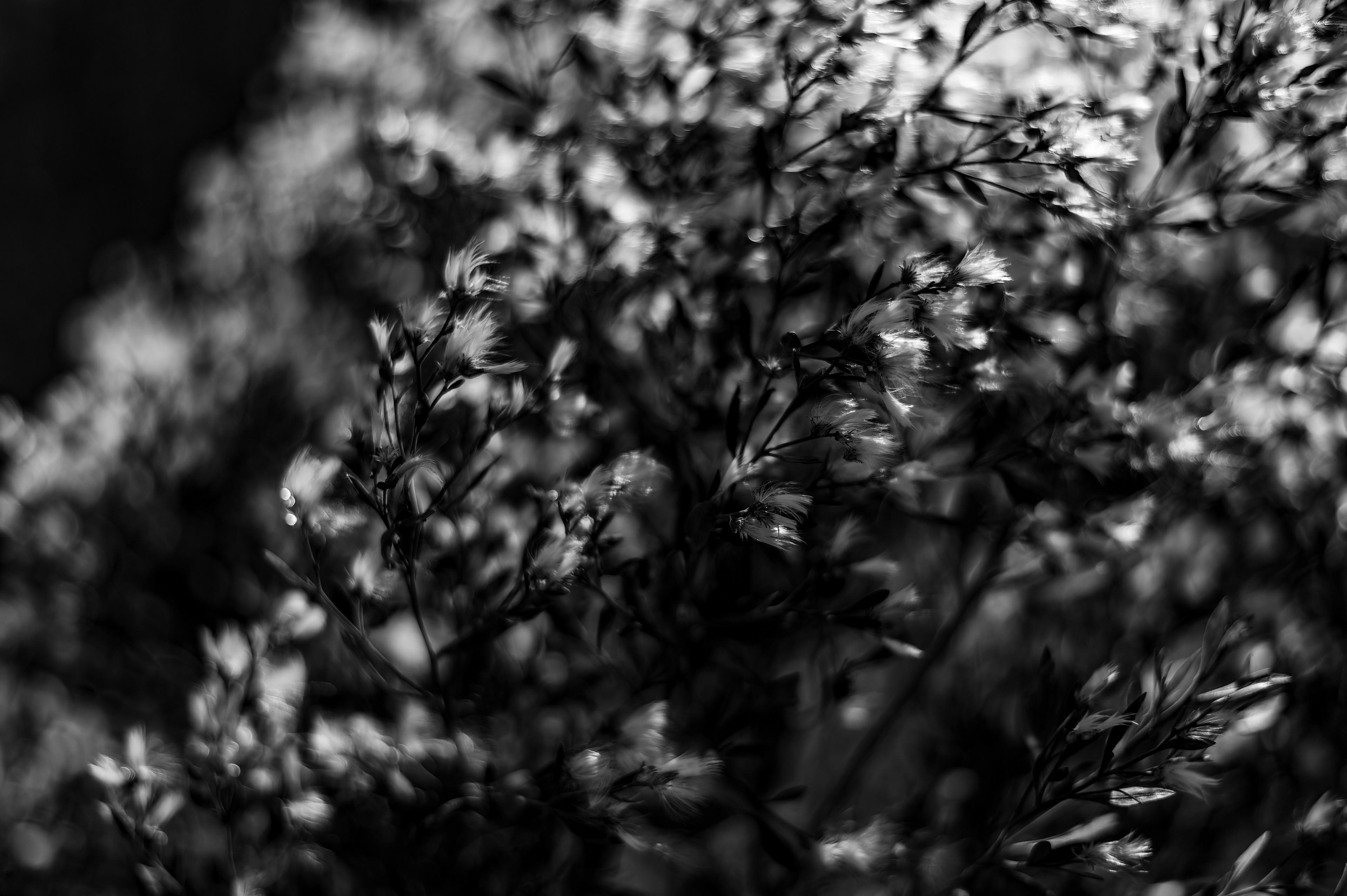 Nikon Z 6 / ISO-100, f/1.8, 1/8000, 50mm