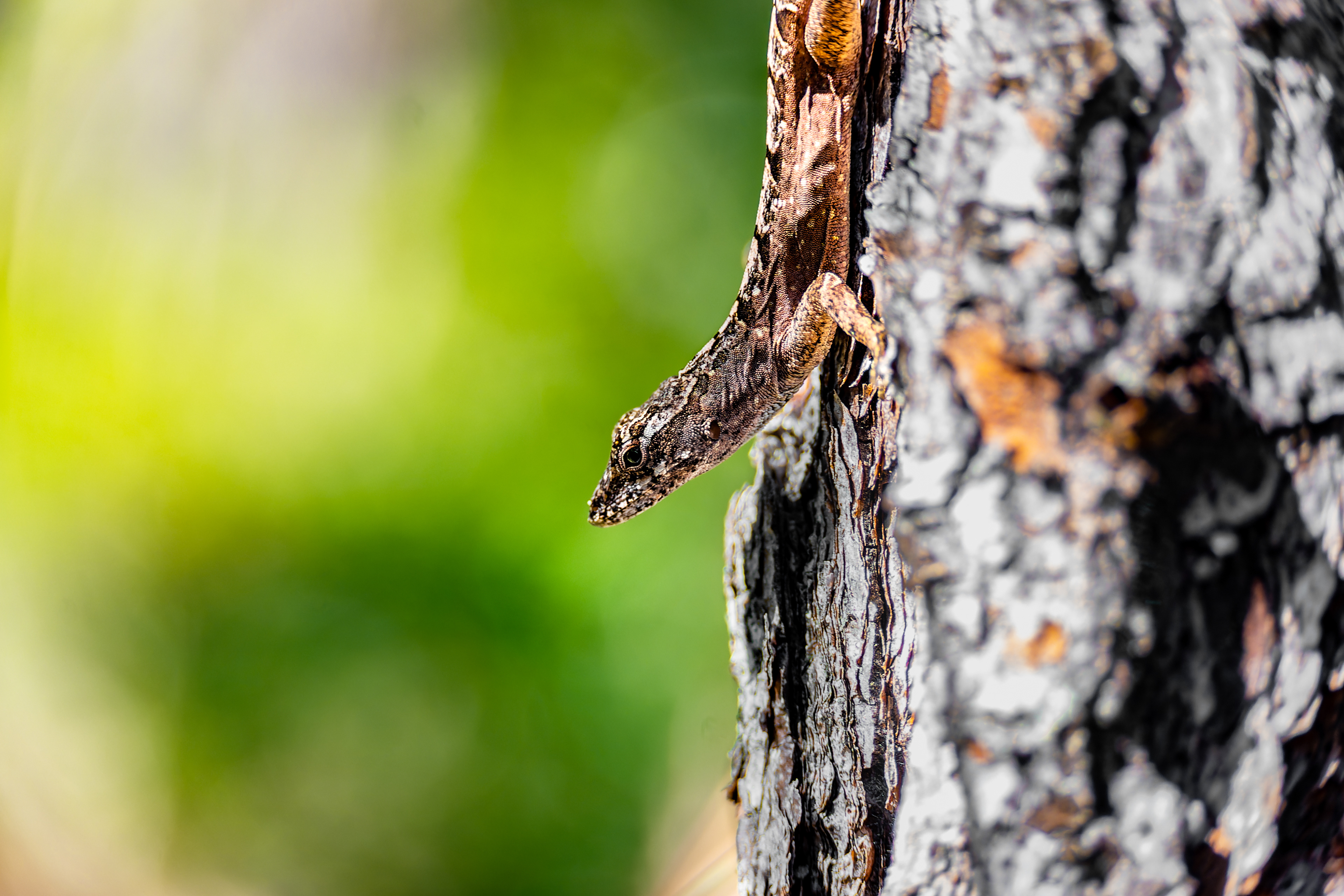 Nikon Z 6 / ISO-250, f/5.6, 1/100, 130mm