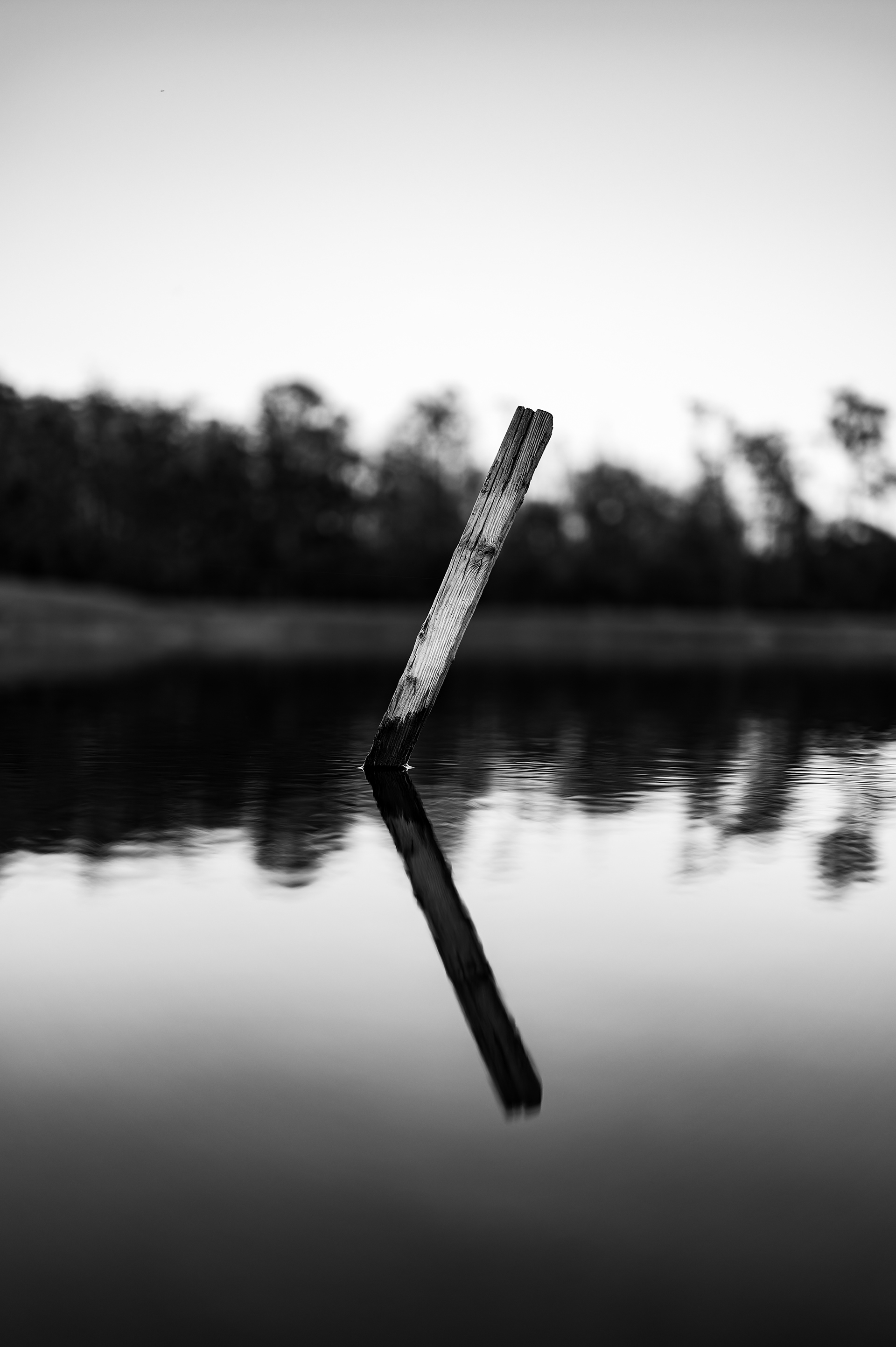 Nikon Z 6 / ISO-160, f/1.8, 1/400, 50mm