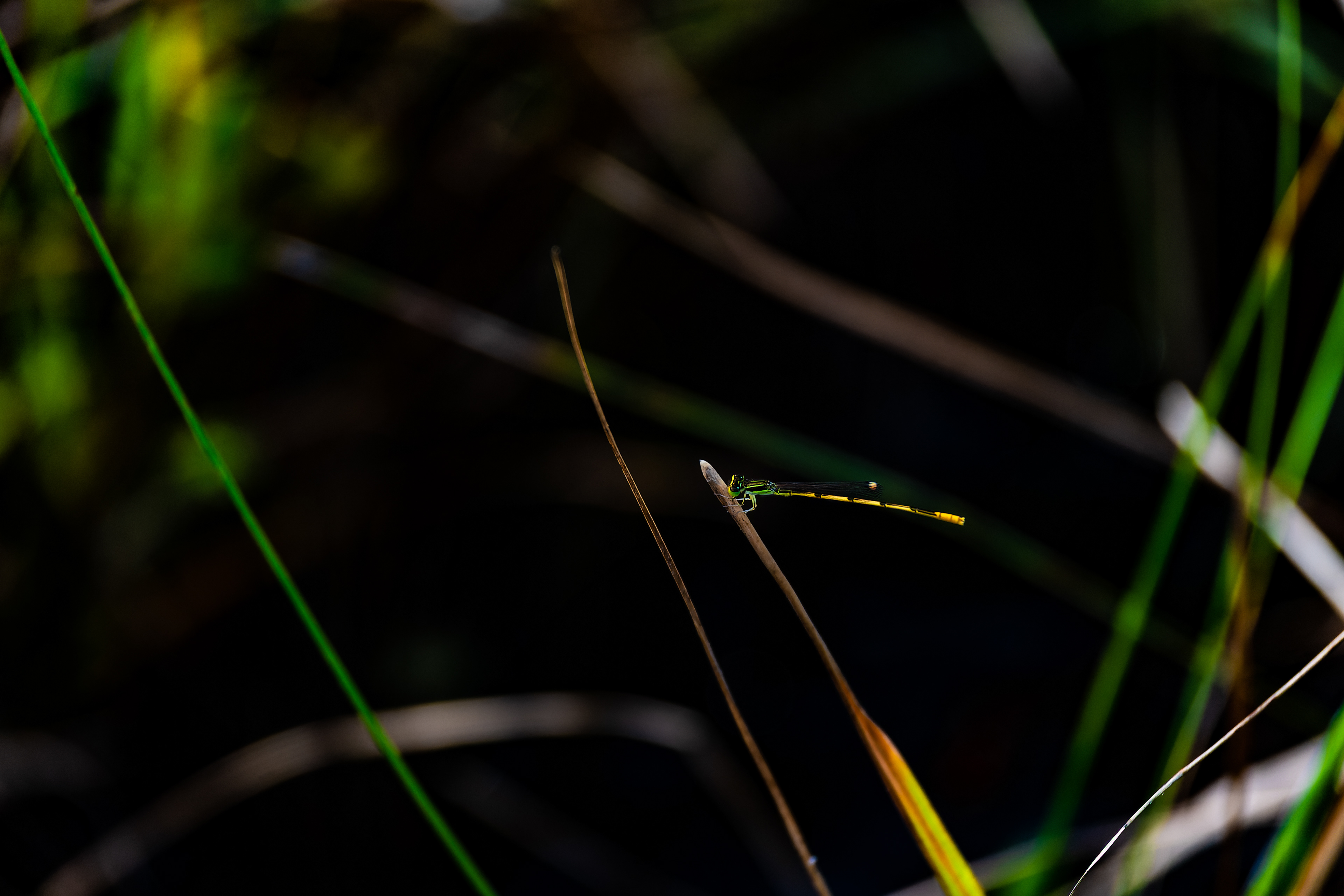 Nikon Z 6 / ISO-400, f/6.3, 1/200, 250mm