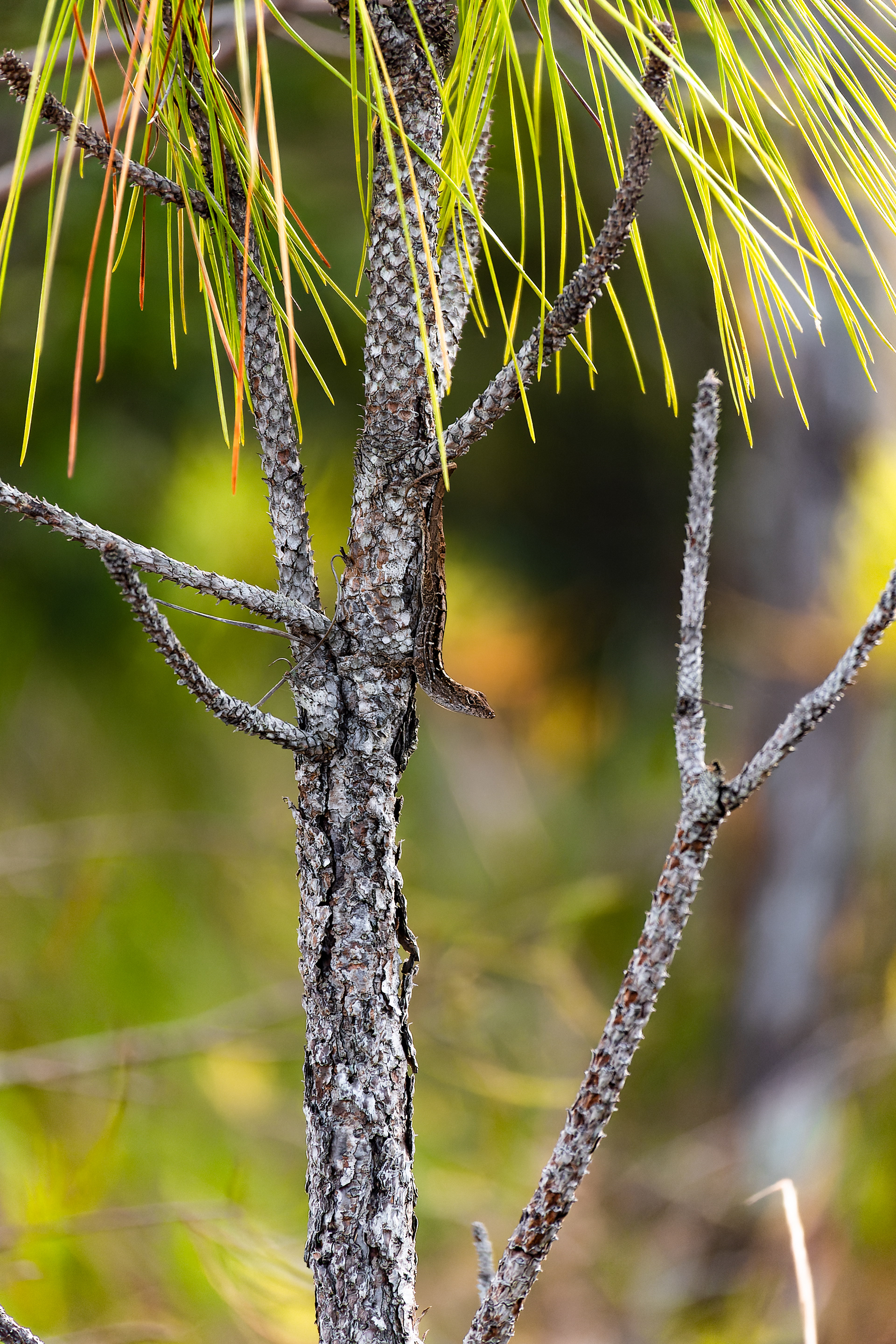 Nikon Z 6 / ISO-400, f/6.3, 1/250, 250mm