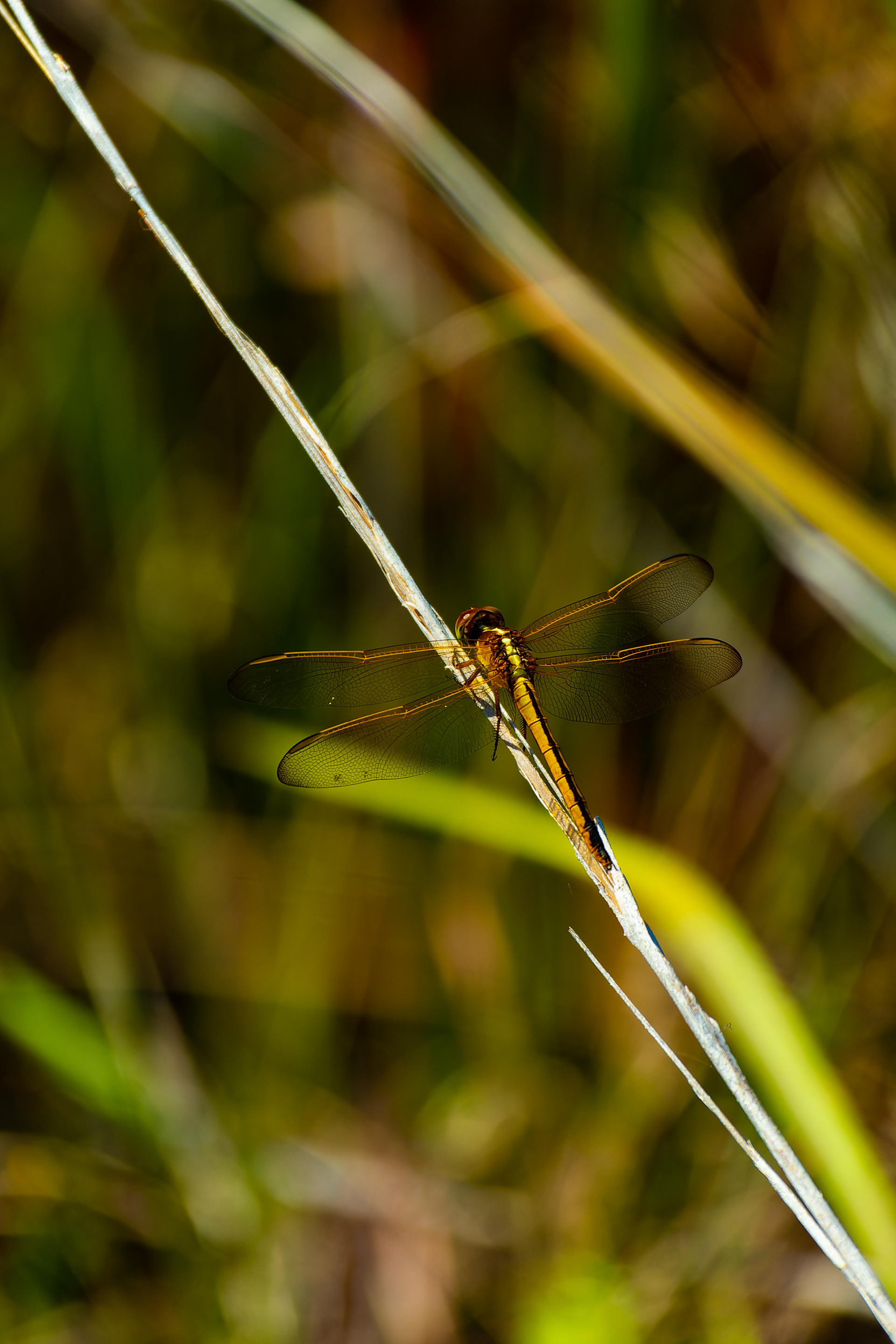 Nikon Z 6 / ISO-500, f/6.3, 1/800, 250mm
