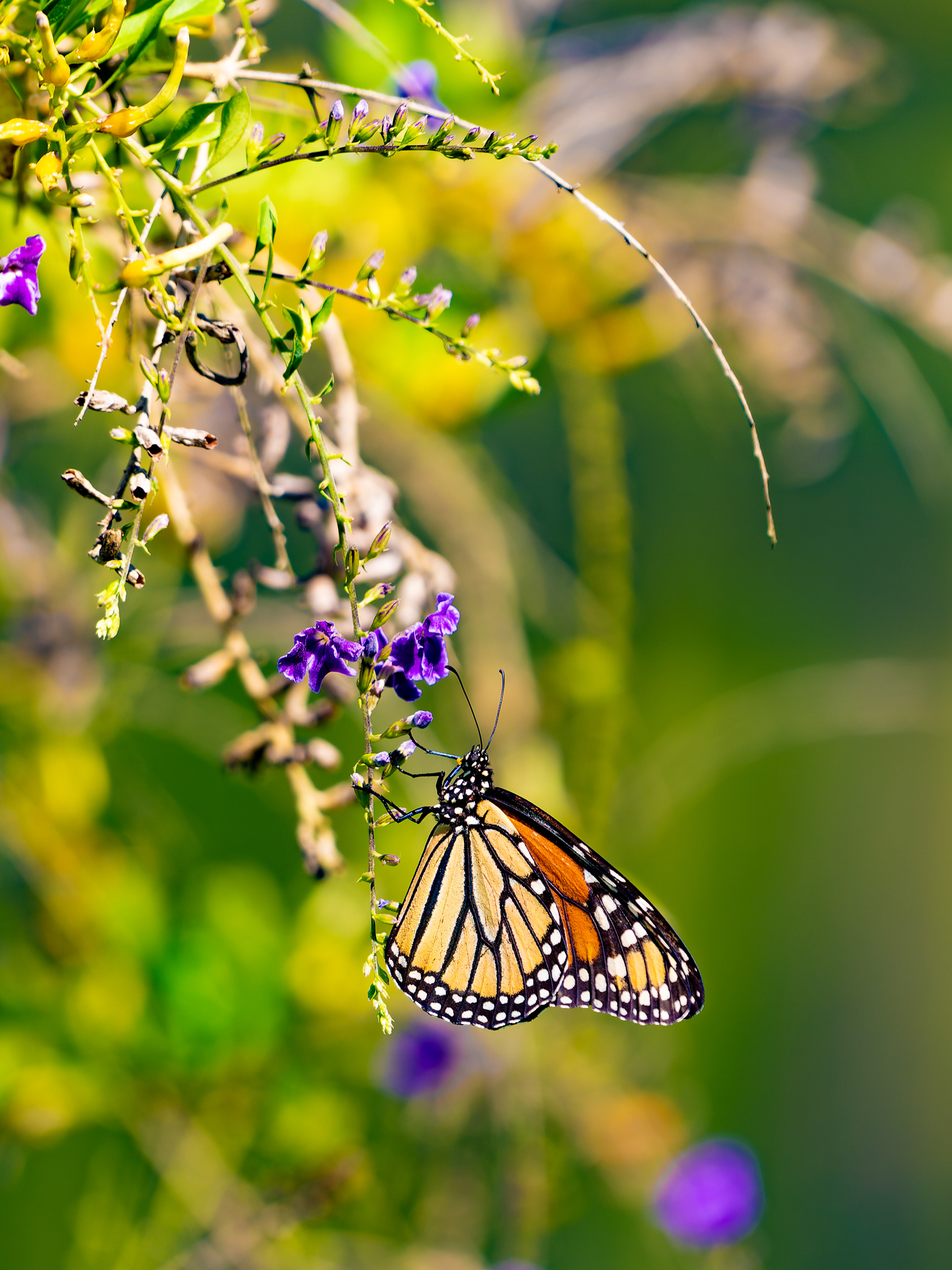 Nikon Z 6 / ISO-160, f/5.6, 1/400, 500mm