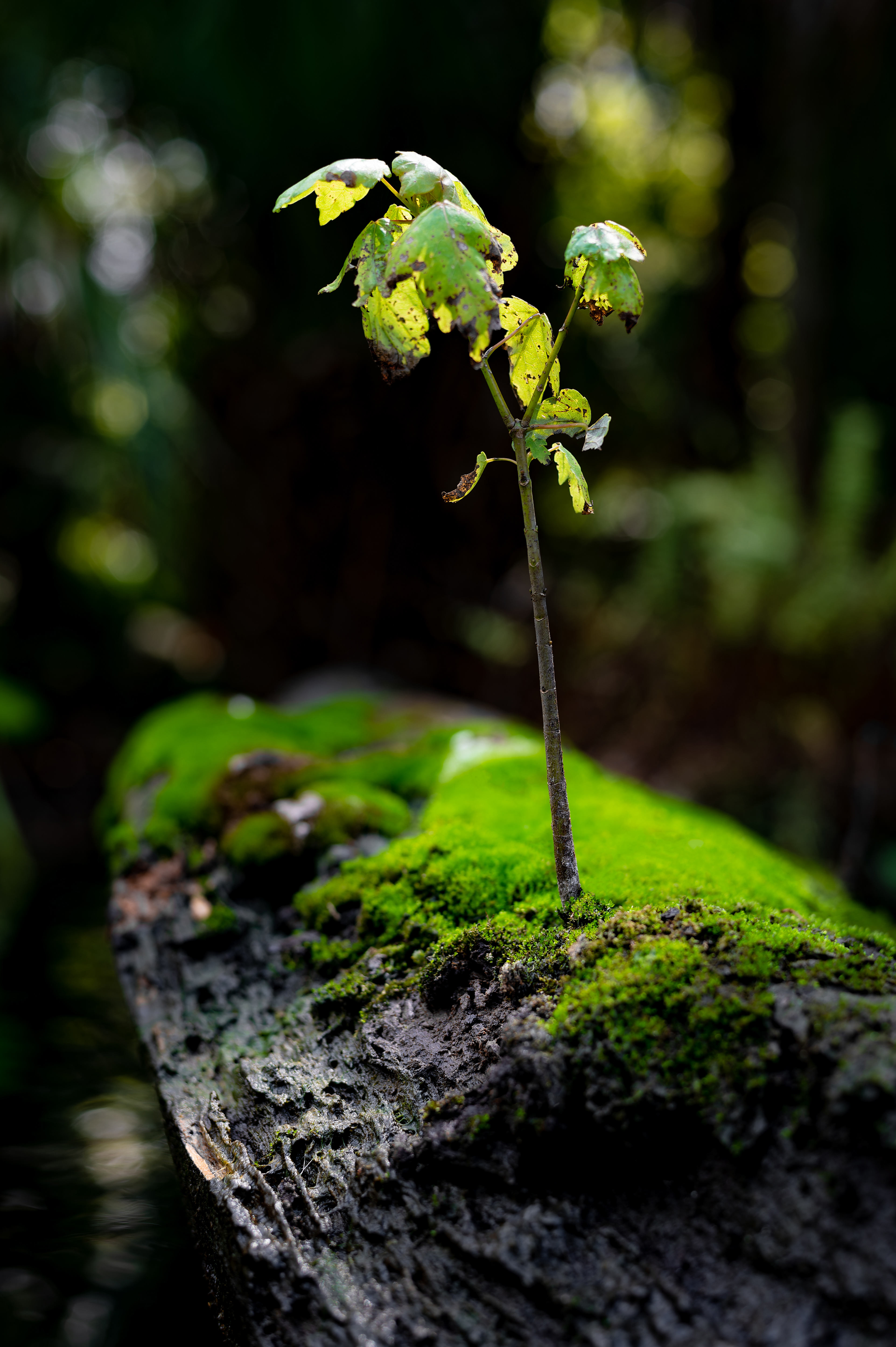 Nikon Z 6 / ISO-160, f/4, 1/160, 50mm