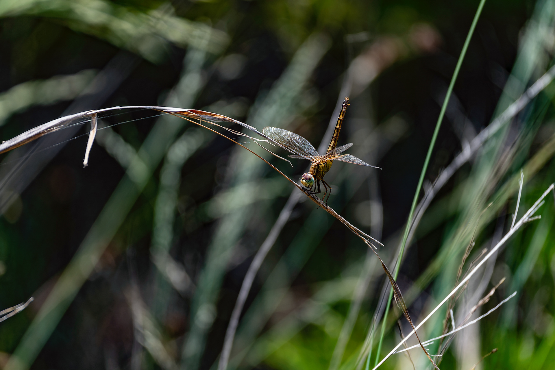 Nikon Z 6 / ISO-100, f/6.3, 1/400, 250mm