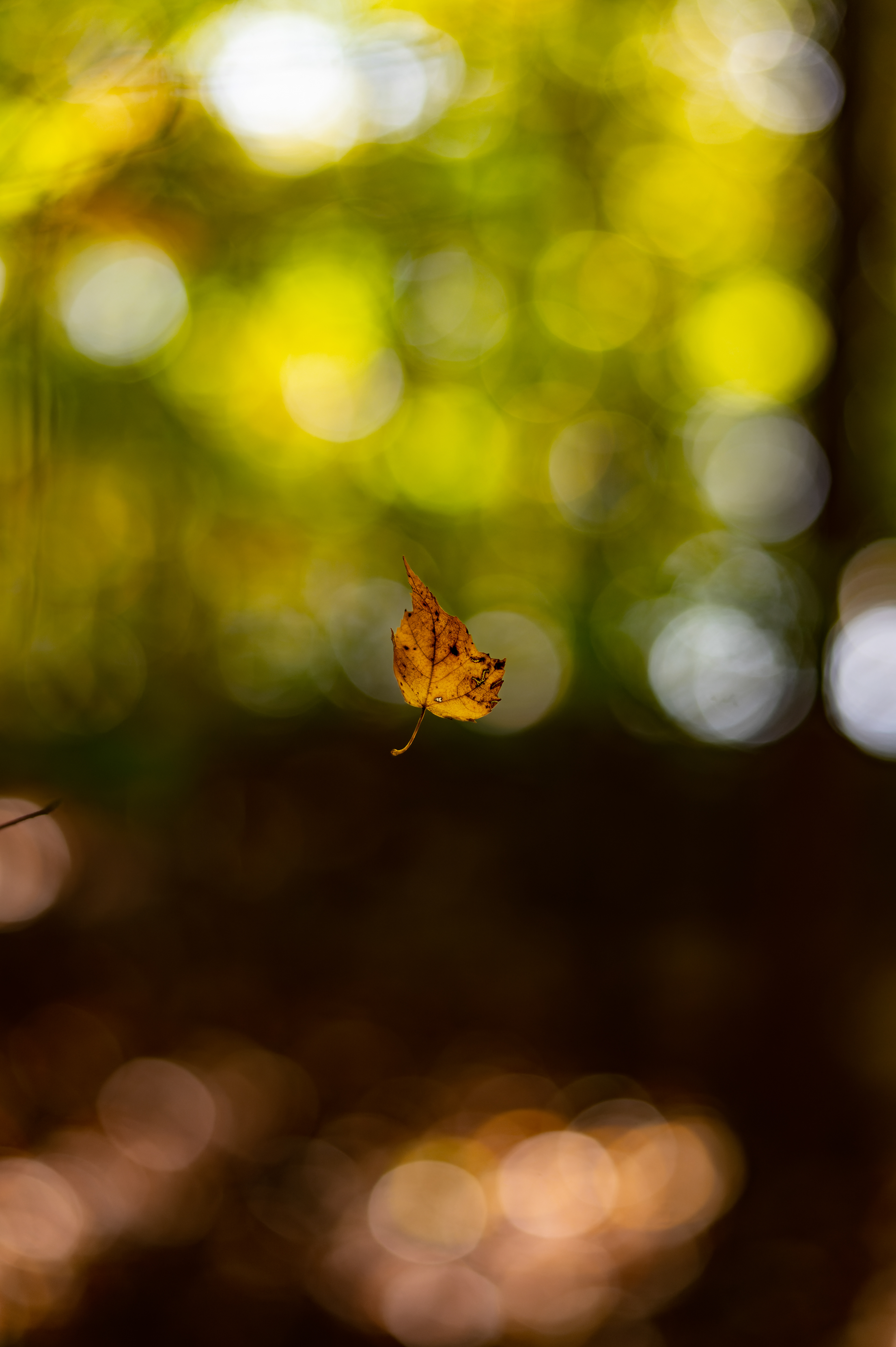 Nikon Z 6 / ISO-400, f/2.2, 1/640, 50mm