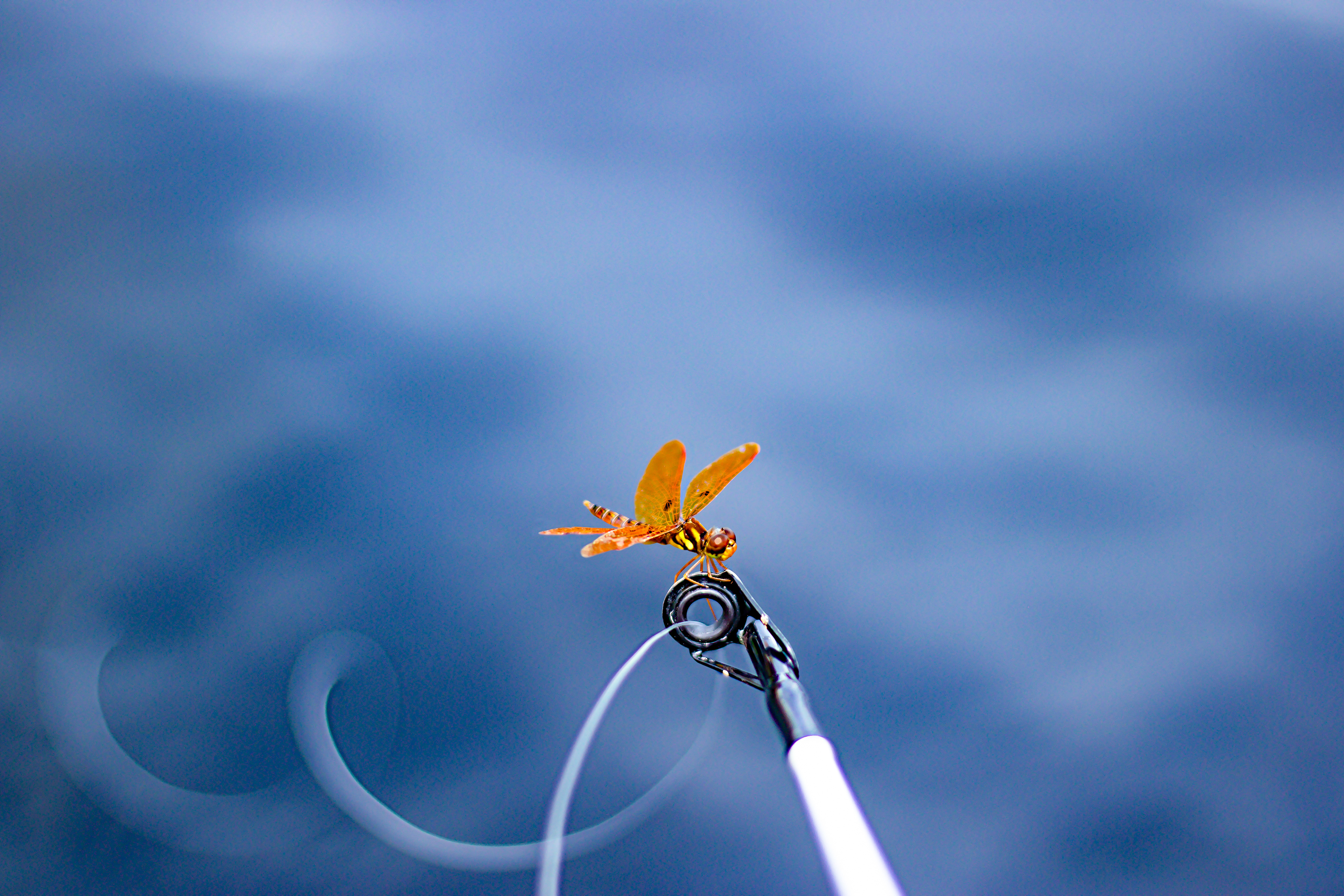 Canon EOS Rebel T6i / ISO-125, f/1.8, 1/500, 50mm