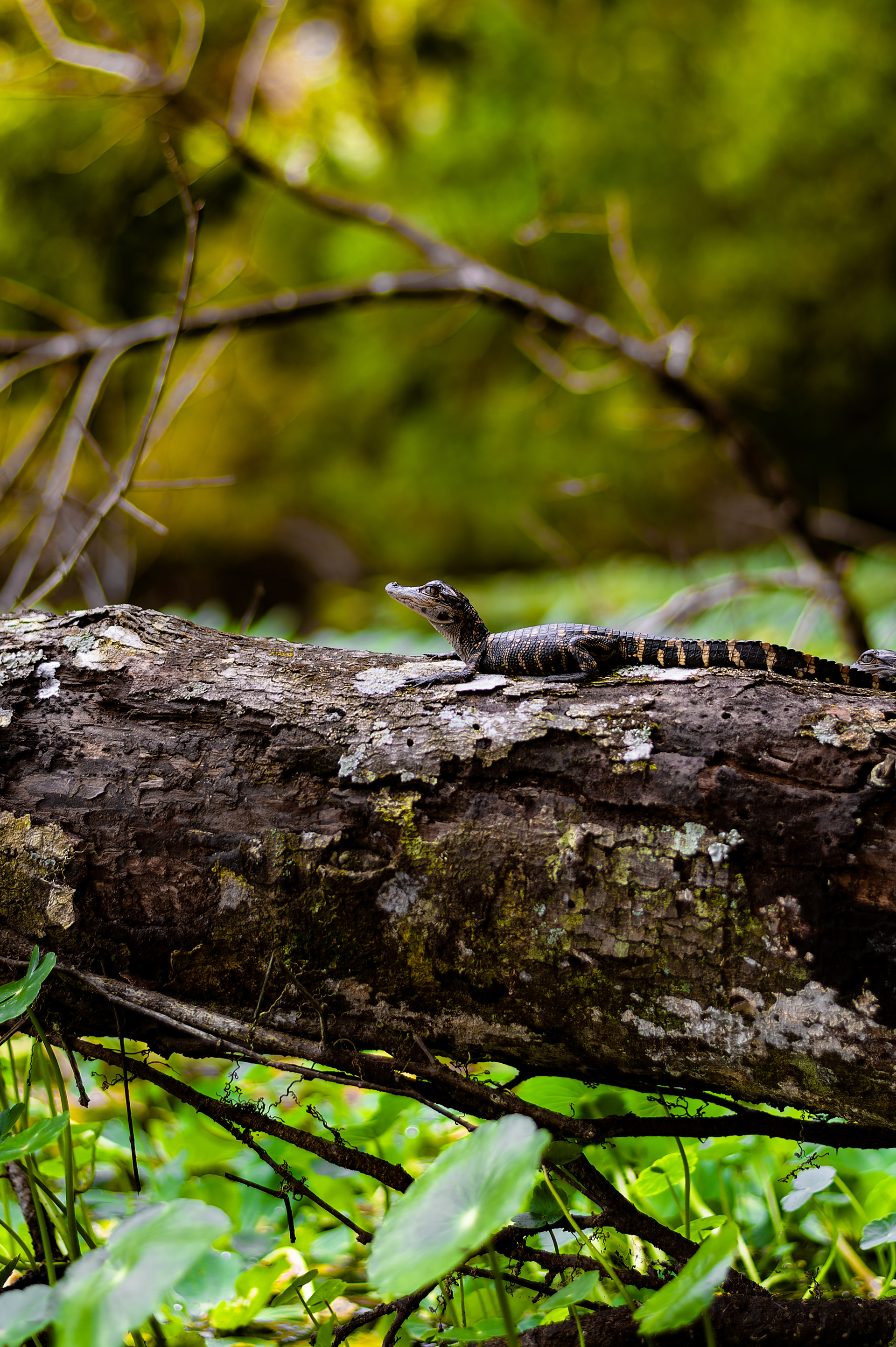 Nikon Z 6 / ISO-100, f/2.2, 1/500, 50mm