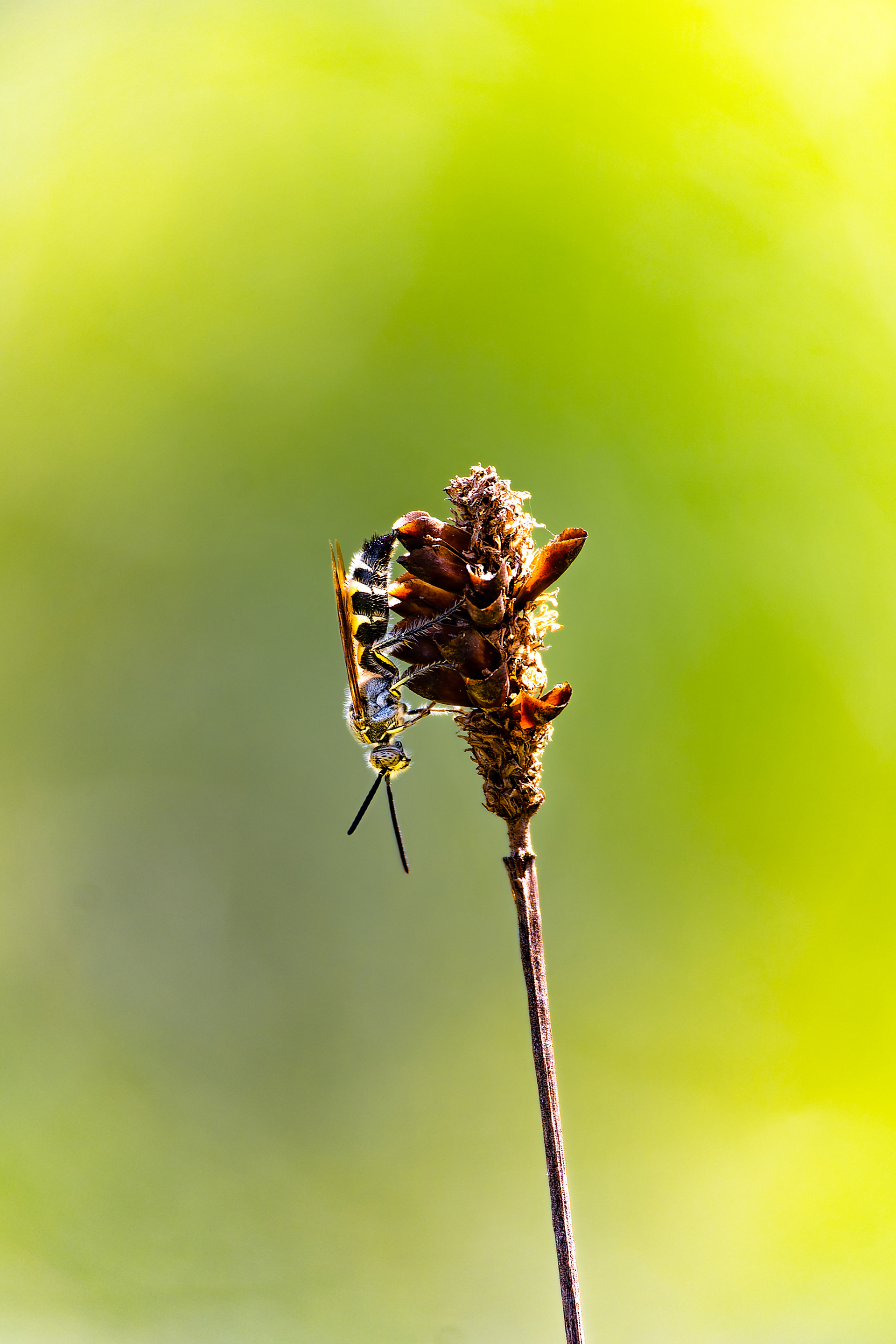 Nikon Z 6 / ISO-100, f/6.3, 1/320, 250mm