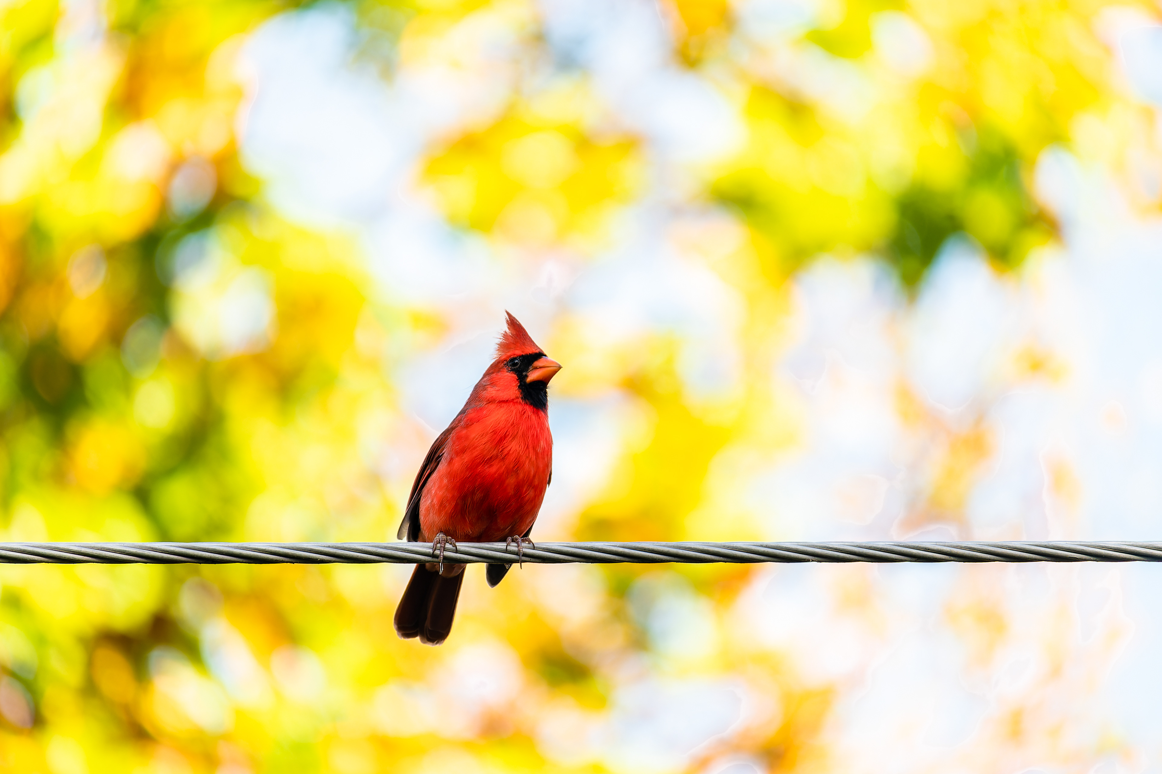 Nikon Z 6 / ISO-320, f/6.3, 1/125, 250mm