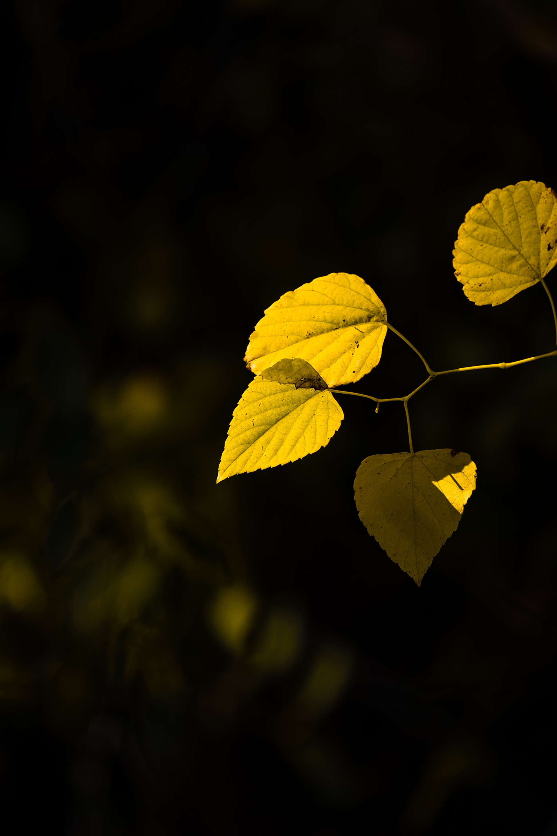 Nikon Z 6 / ISO-100, f/6, 1/200, 230mm