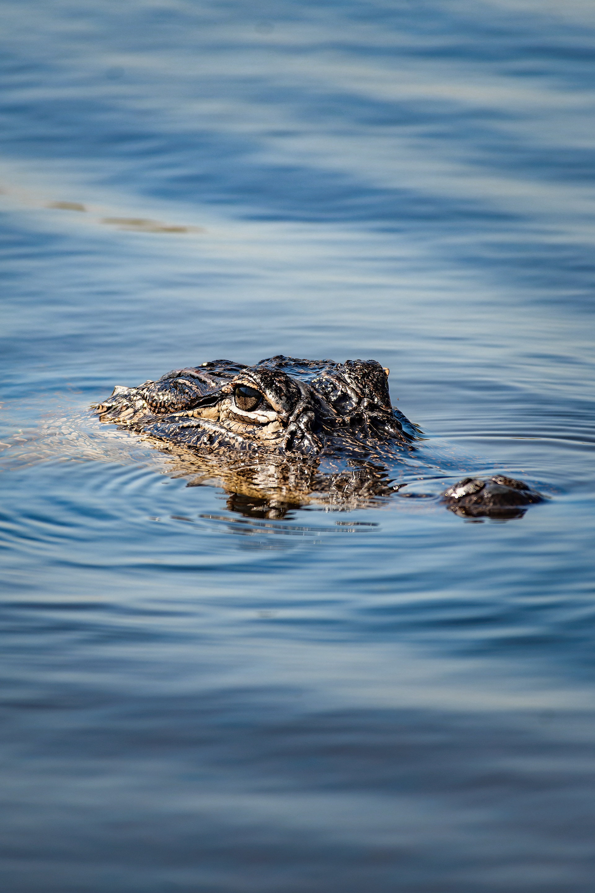 Nikon Z 50 / ISO-200, f/6.3, 1/250, 250mm