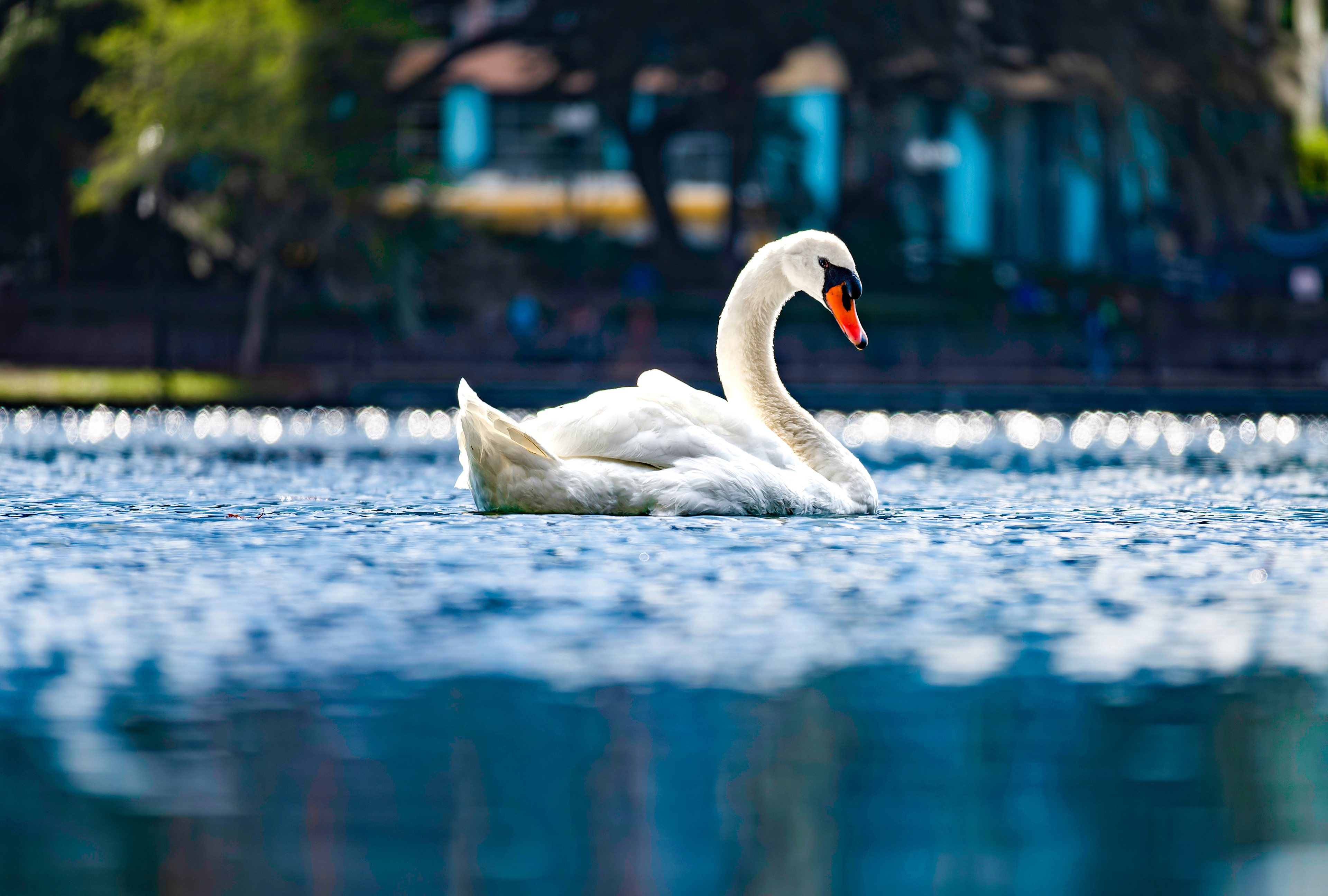 Nikon Z 50 / ISO-100, f/6.3, 1/200, 250mm