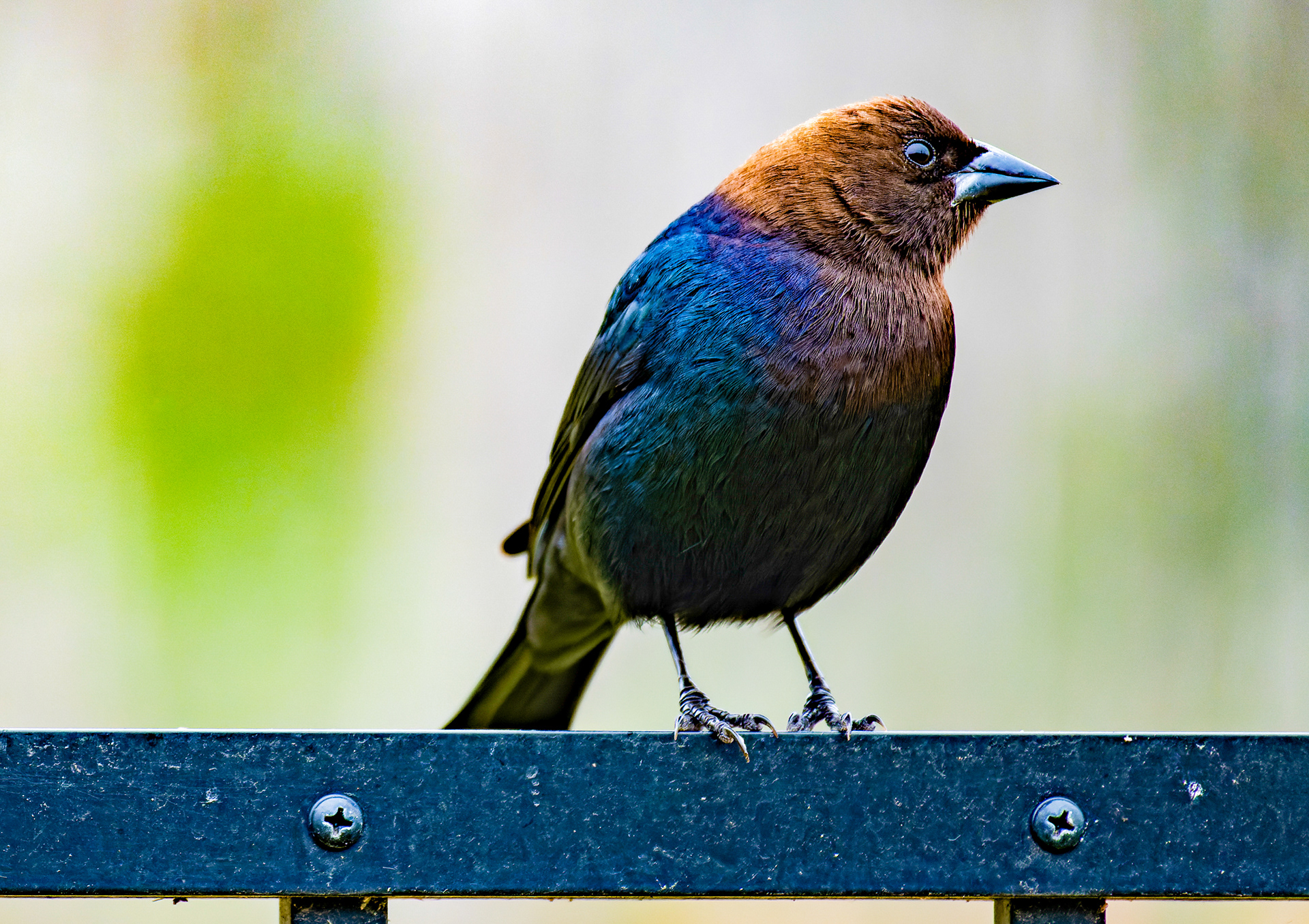Nikon Z 50 / ISO-500, f/6, 1/500, 210mm