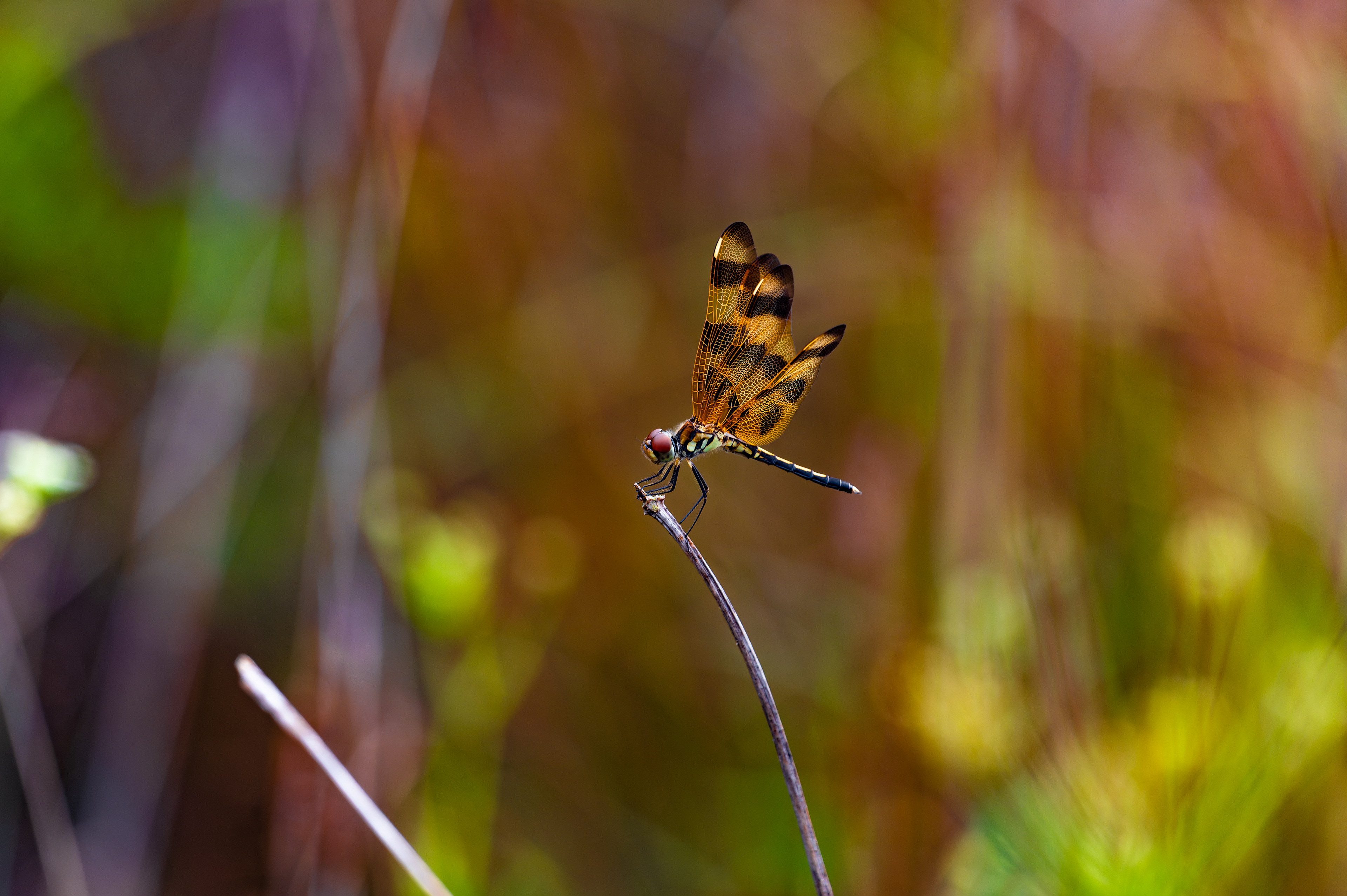 Nikon Z 6 / ISO-500, f/7.1, 1/200, 500mm