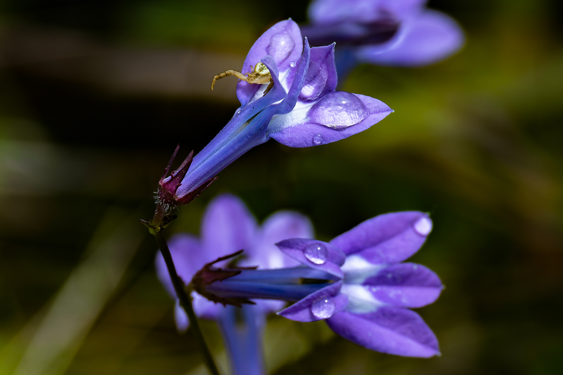 Nikon Z 50 / ISO-250, f/9, 1/1250, 250mm