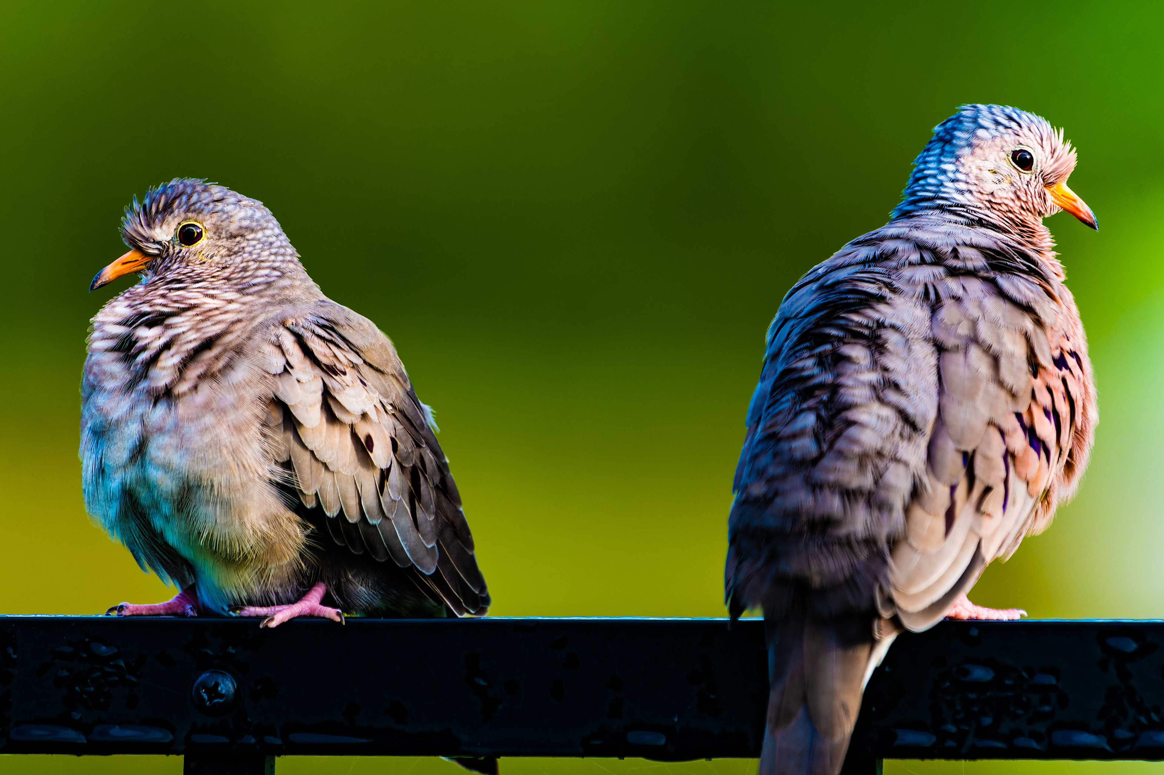 Nikon Z 6 / ISO-320, f/5.6, 1/500, 500mm