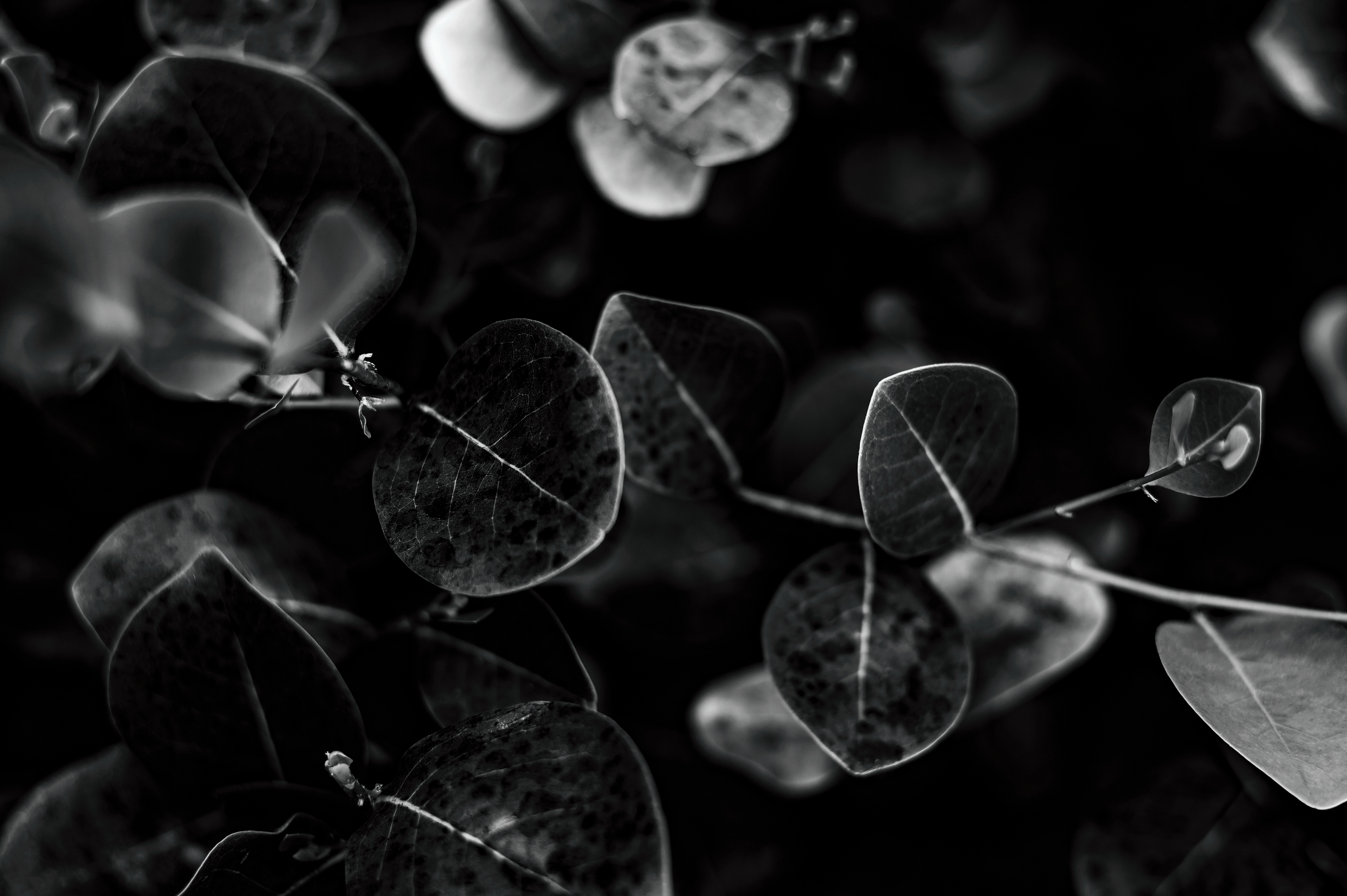 Nikon Z 6 / ISO-100, f/2.8, 1/320, 50mm