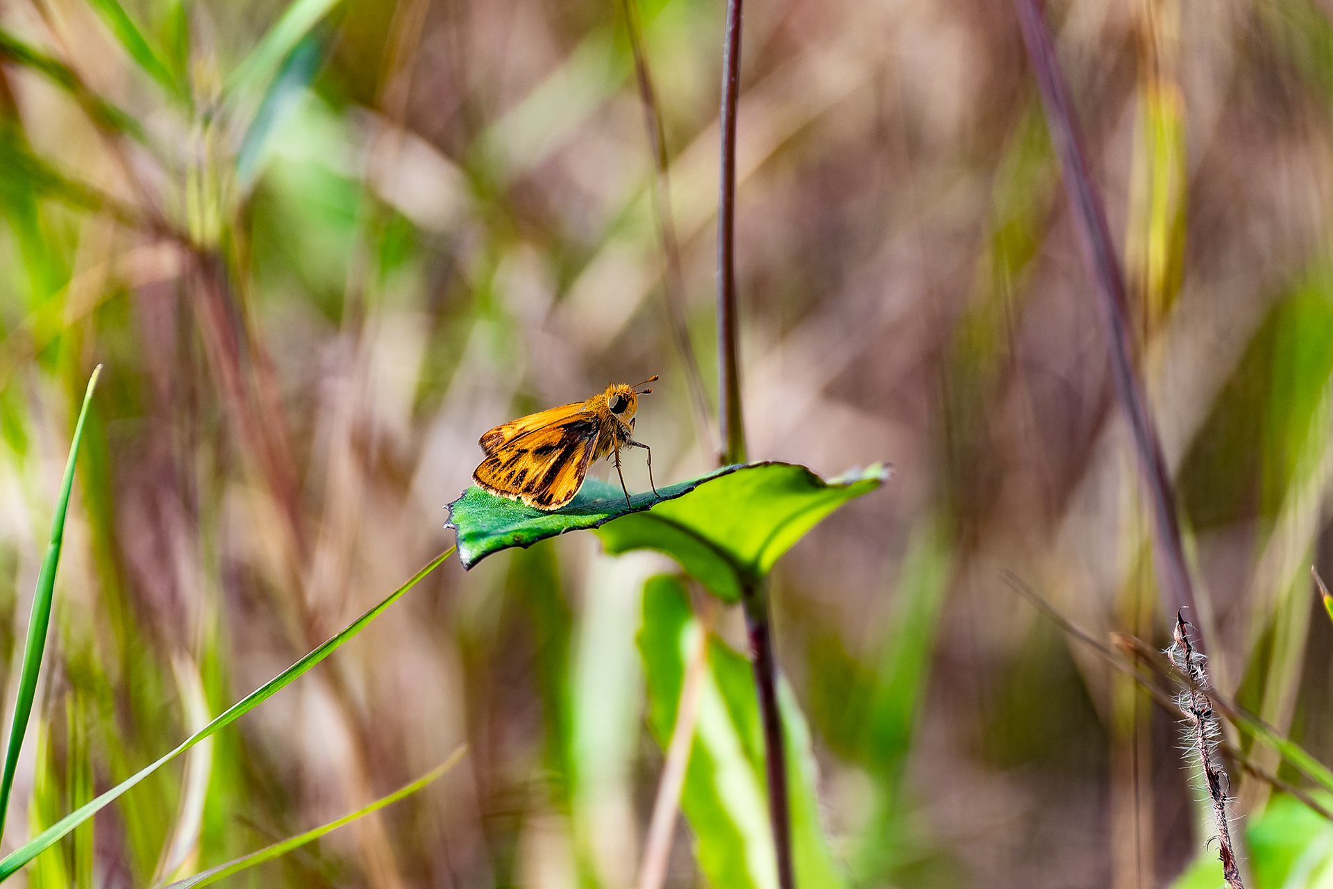 Nikon Z 6 / ISO-320, f/6.3, 1/320, 250mm