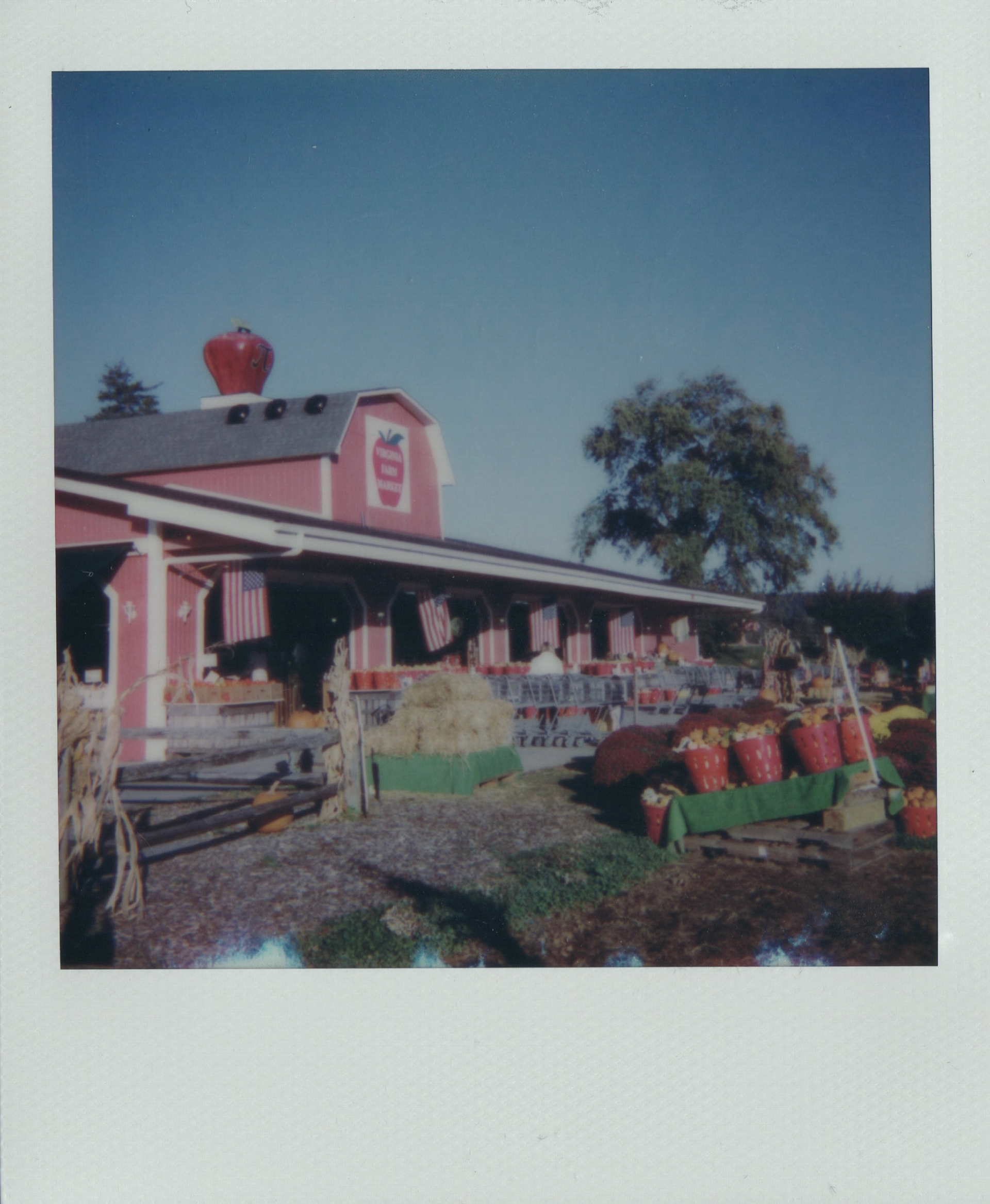 Virginia Apple Market