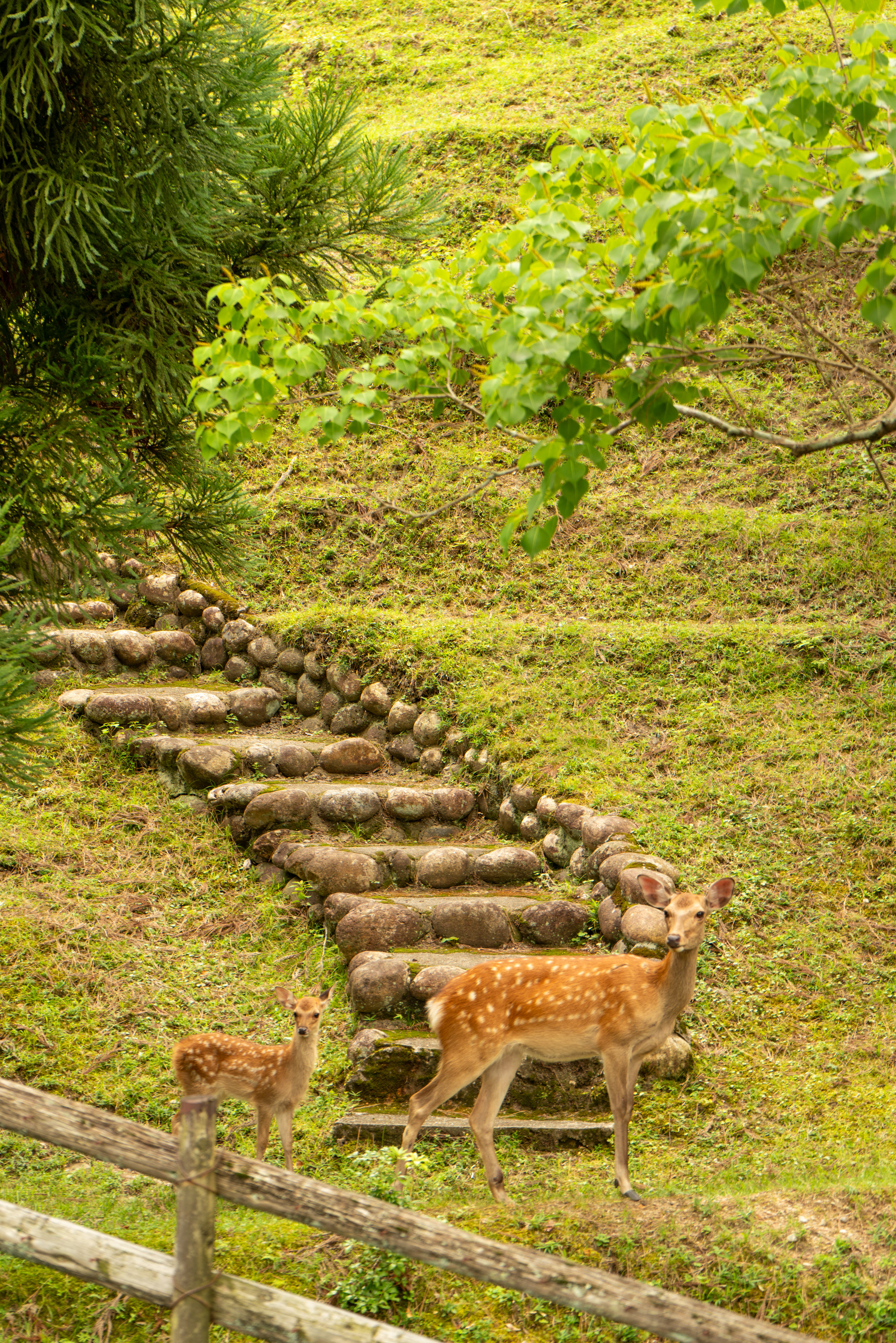 Nara, 2023