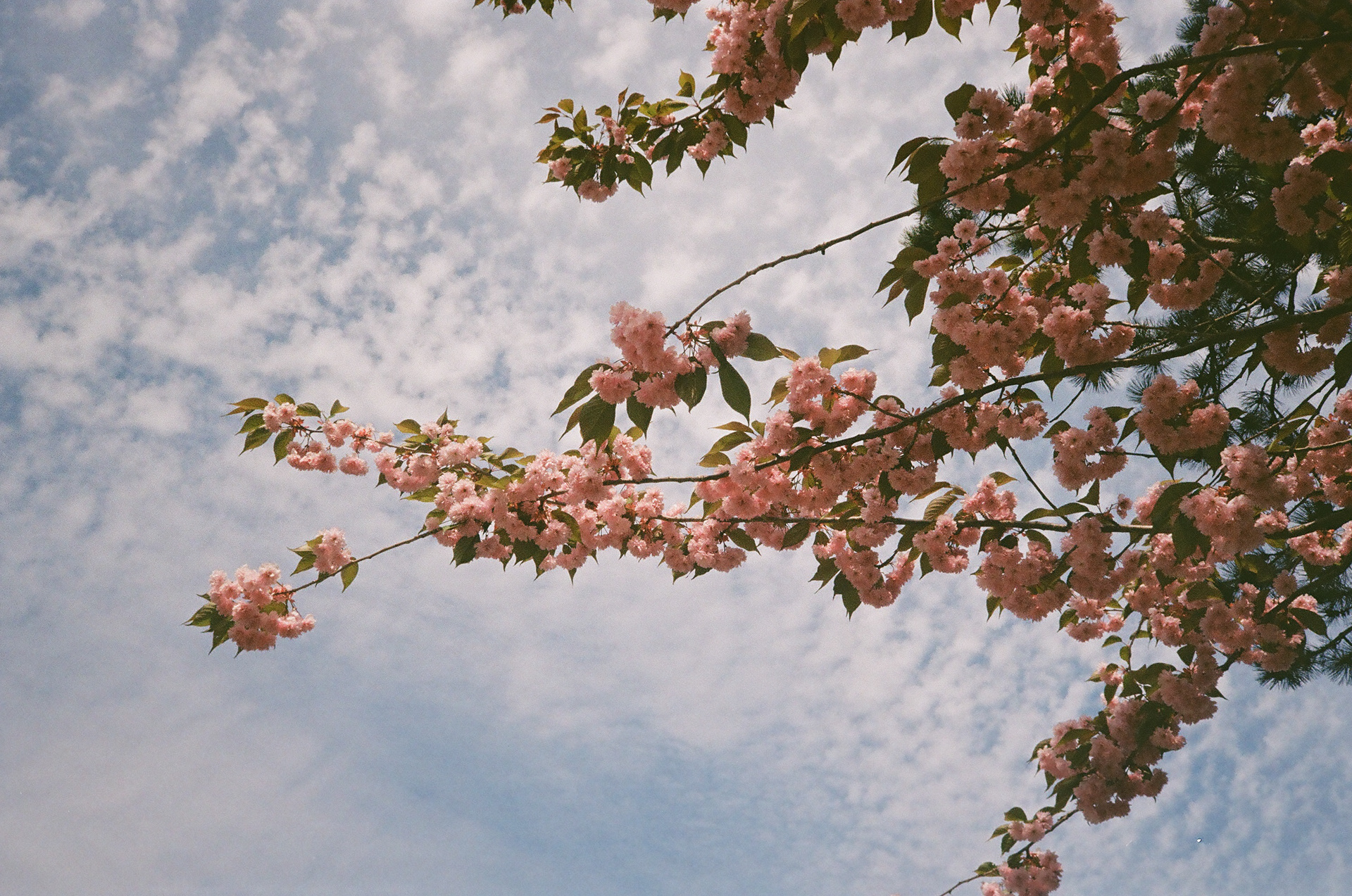 Kodak Gold 200, 2023