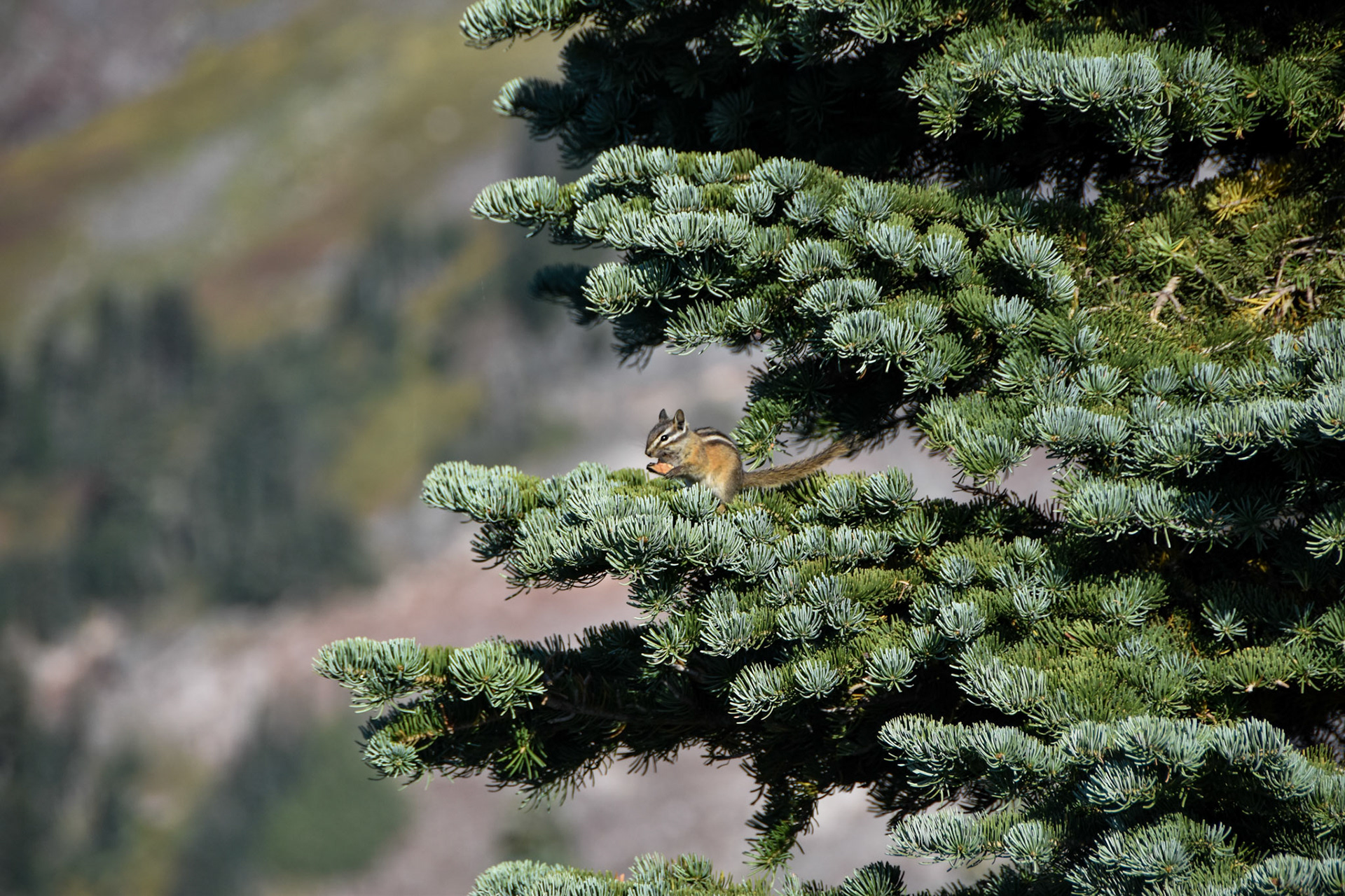 Mount Rainier National Park, WA; September 2022