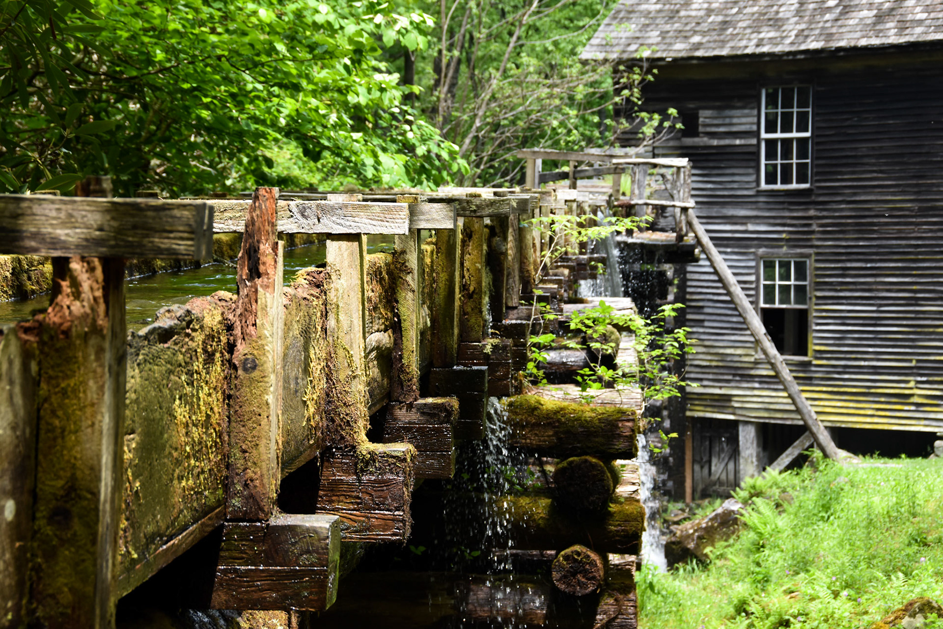 Great Smoky Mountains National Park, TN; May 2022