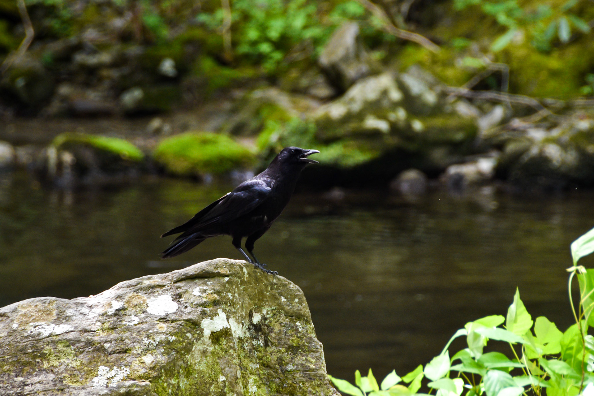 Great Smoky Mountains National Park, TN; May 2022