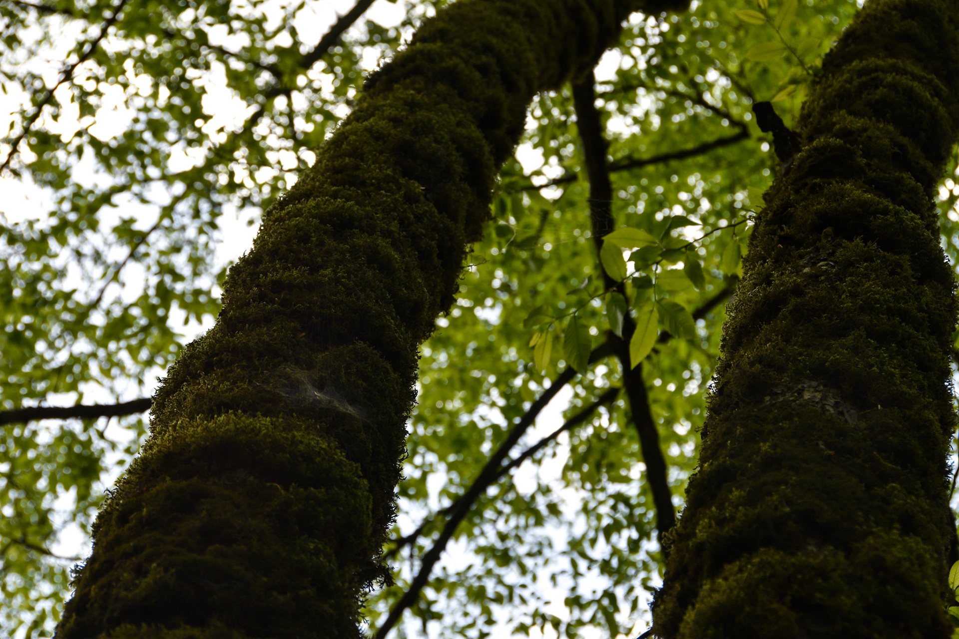 Great Smoky Mountains National Park, TN; May 2022
