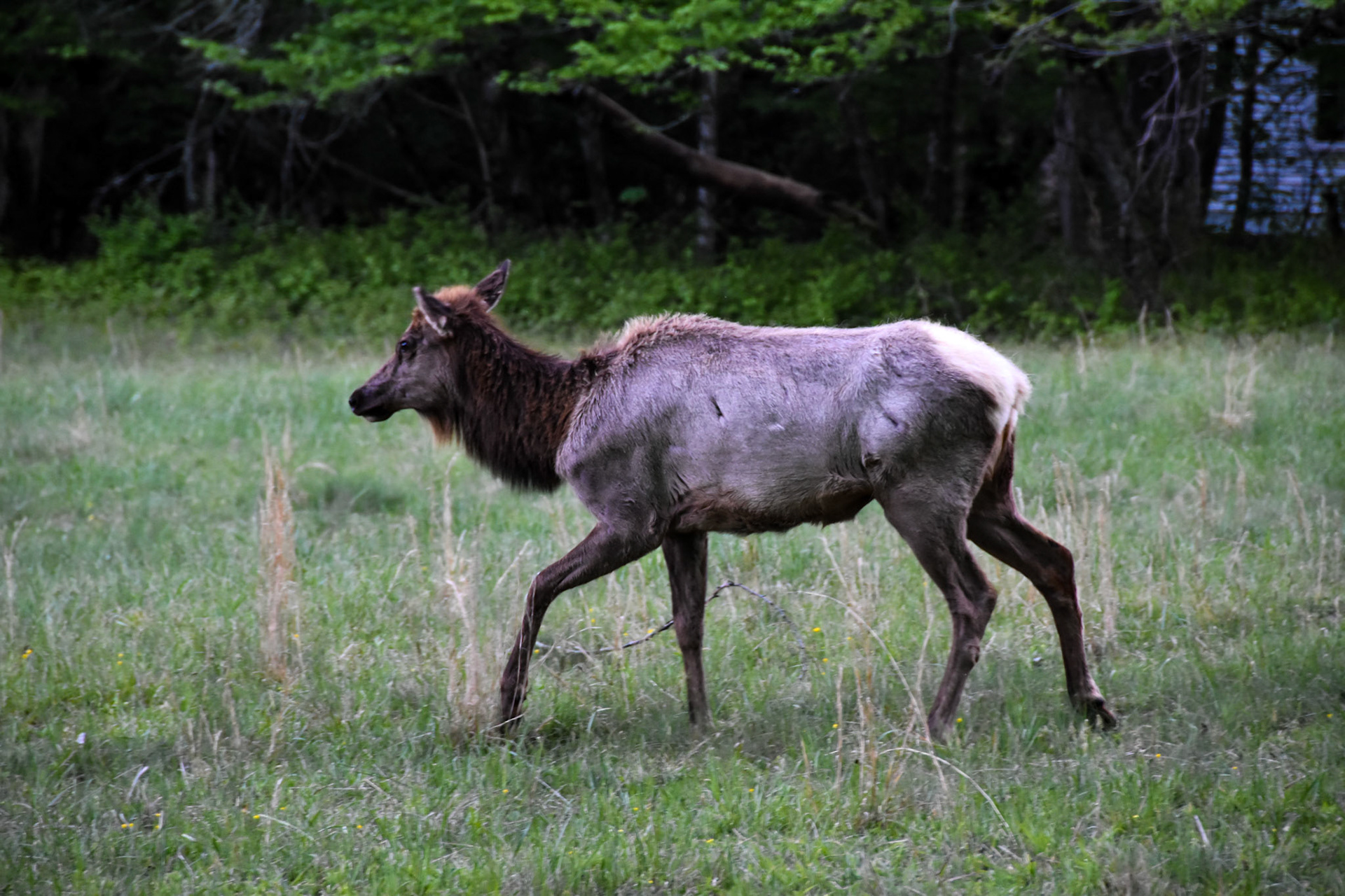 Great Smoky Mountains National Park, TN; May 2022